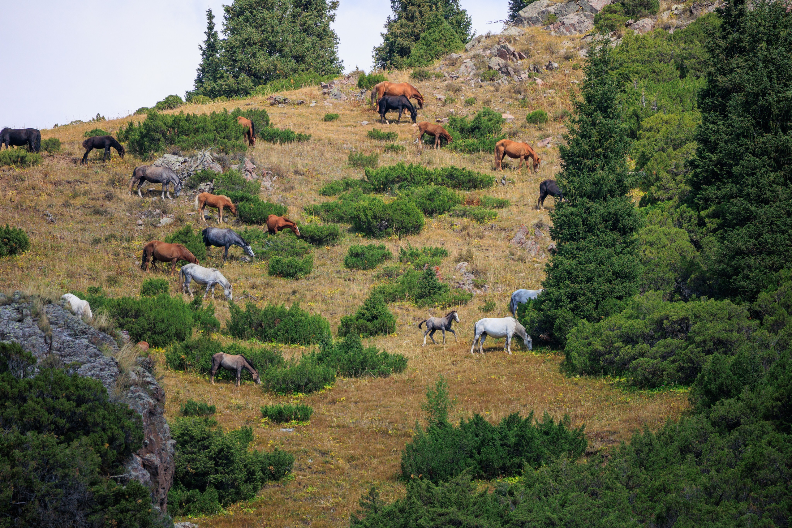 Поездка на плато Ассы и за пределами. Экскурсии и туры по Алматы