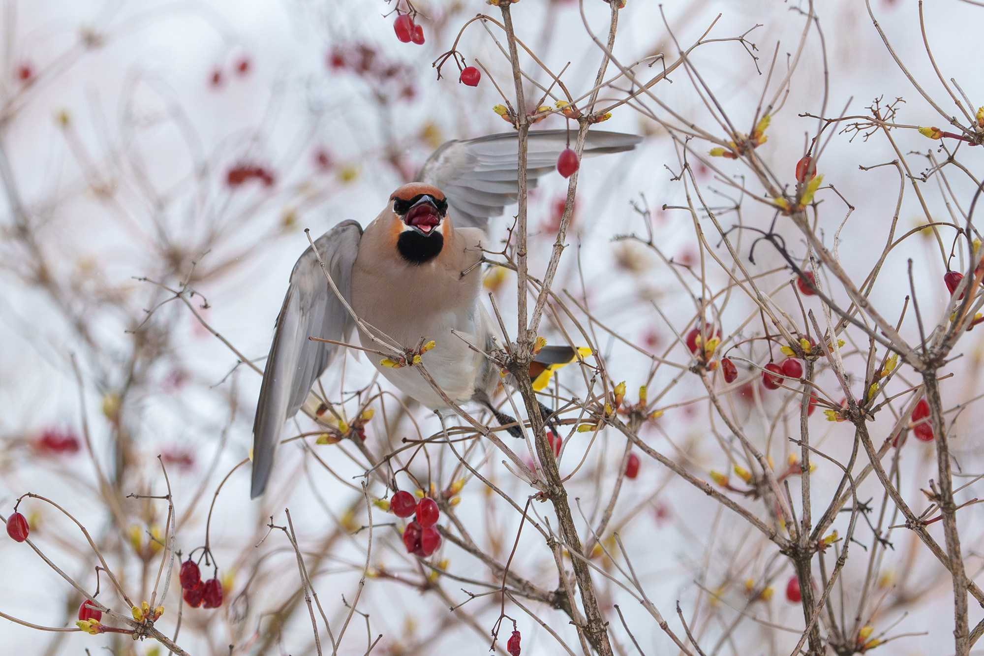 Удивительные мир птиц. Вокруг нас столько прекрасного — присмотритесь!. Ваш личный фотограф Марина Волкова