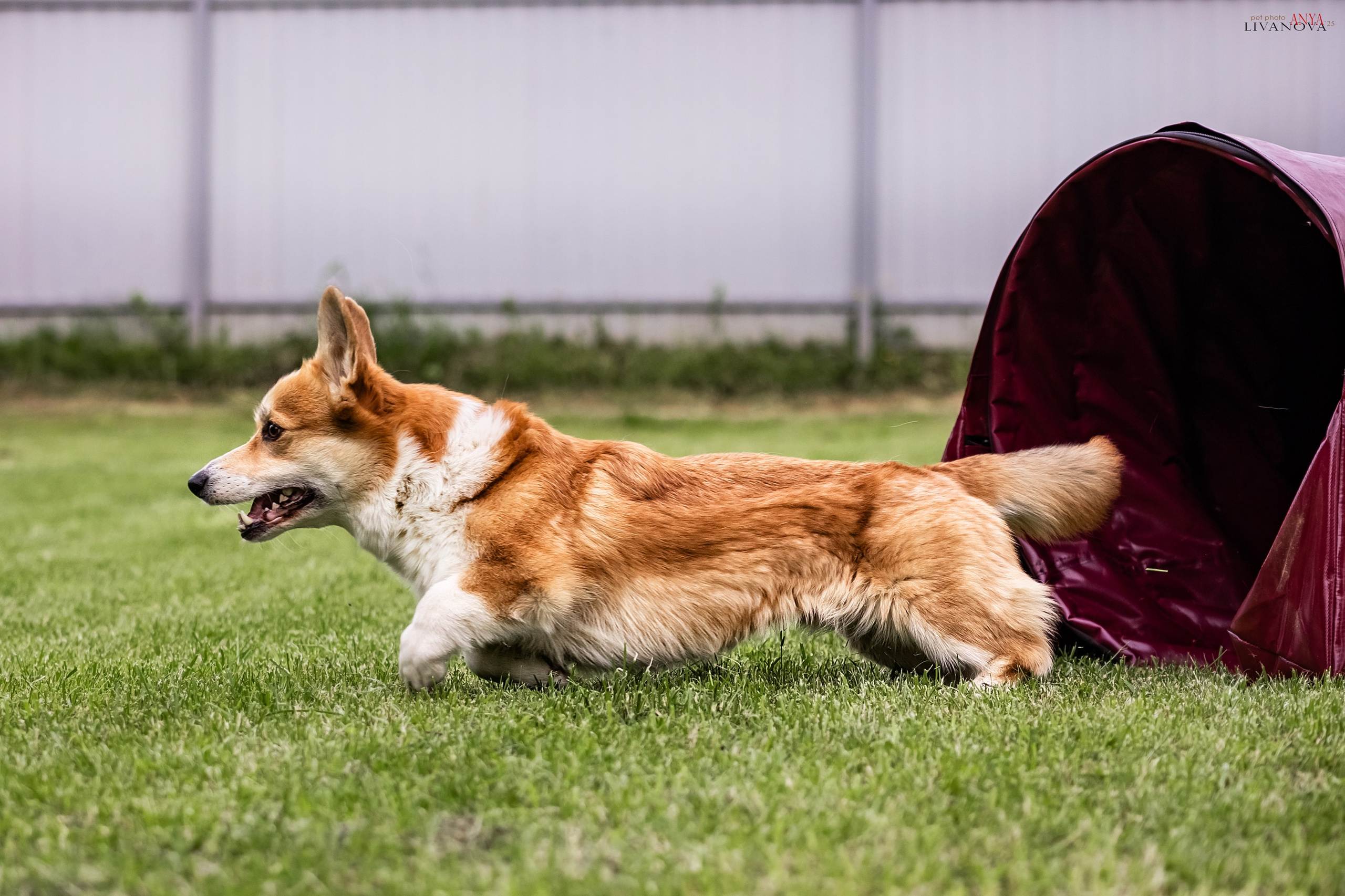 Аджилити Рыбинск. Фотограф анималист Аня Ливанова | Рыбинск
