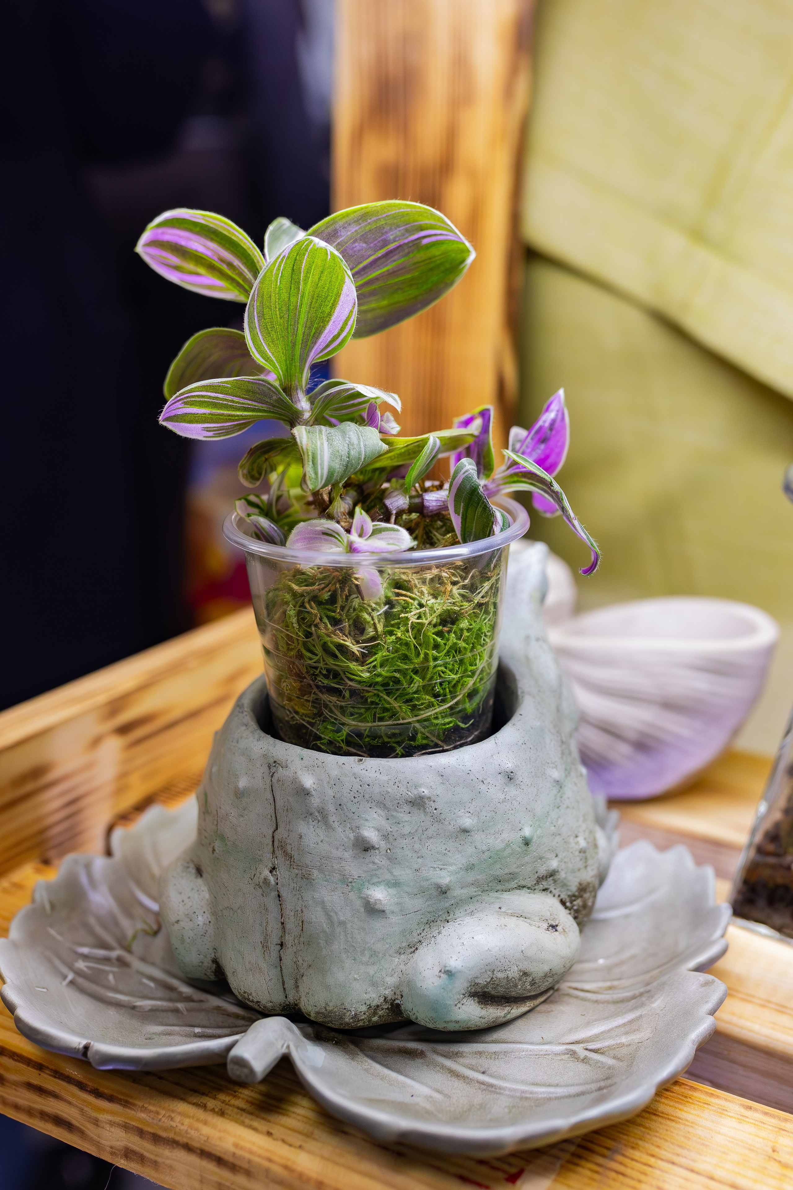 Орхидиум сентябрь 2025. Александра Куликова фотограф, Москва