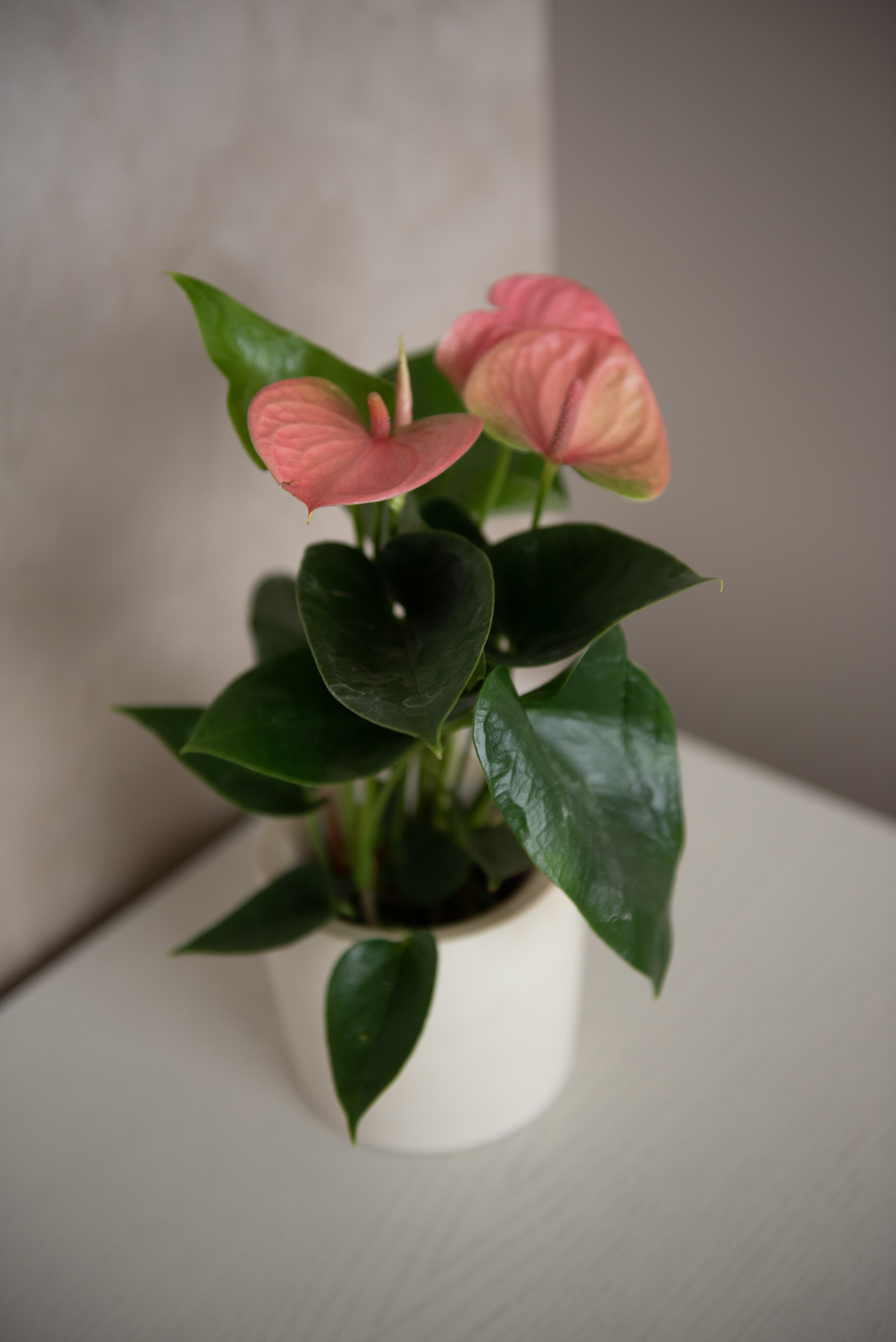 Питерское настроение. FMDAgroup. Создаем пространство для жизни