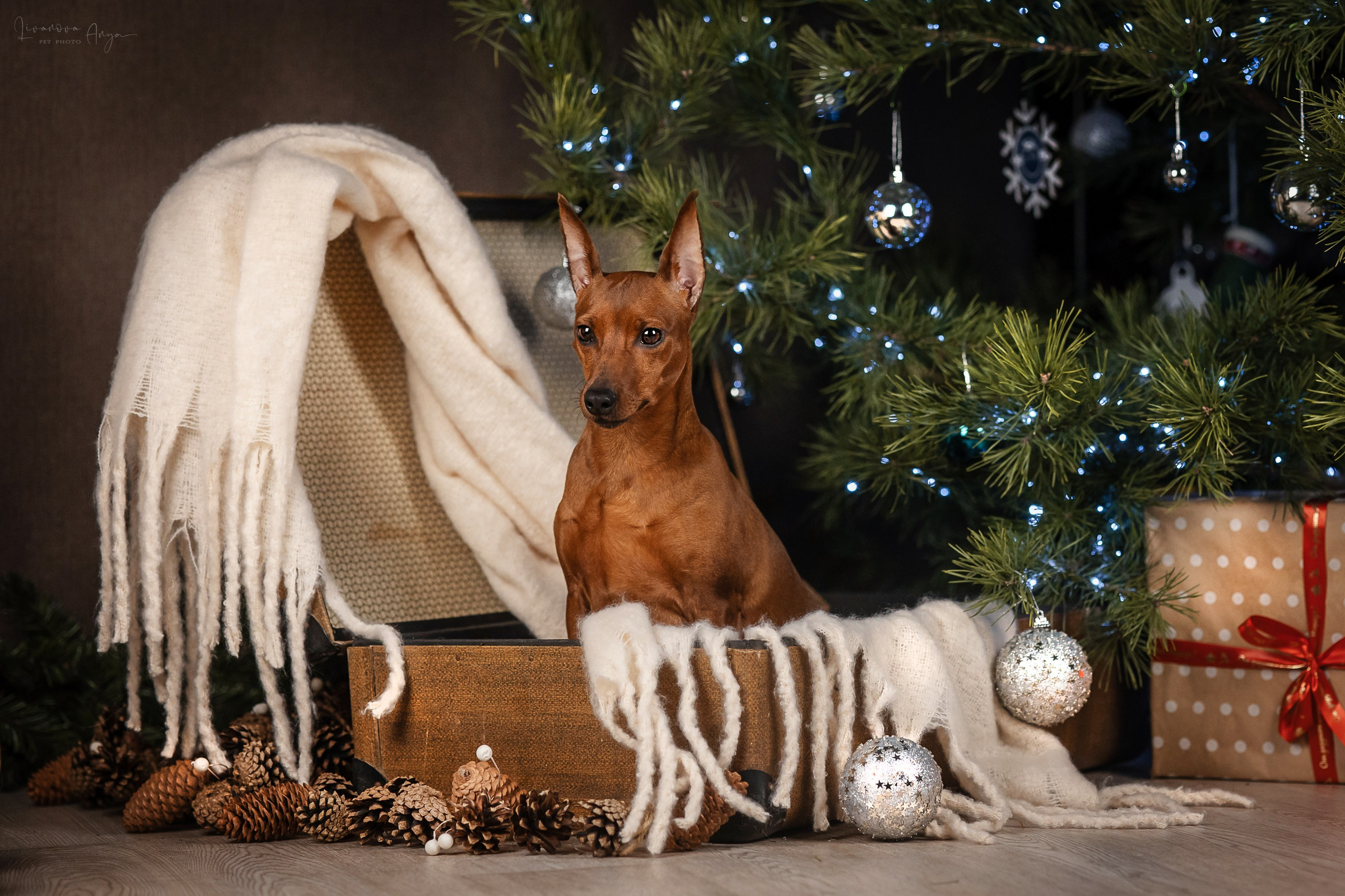 Фотодень_3 2025. Фотограф анималист Аня Ливанова | Рыбинск