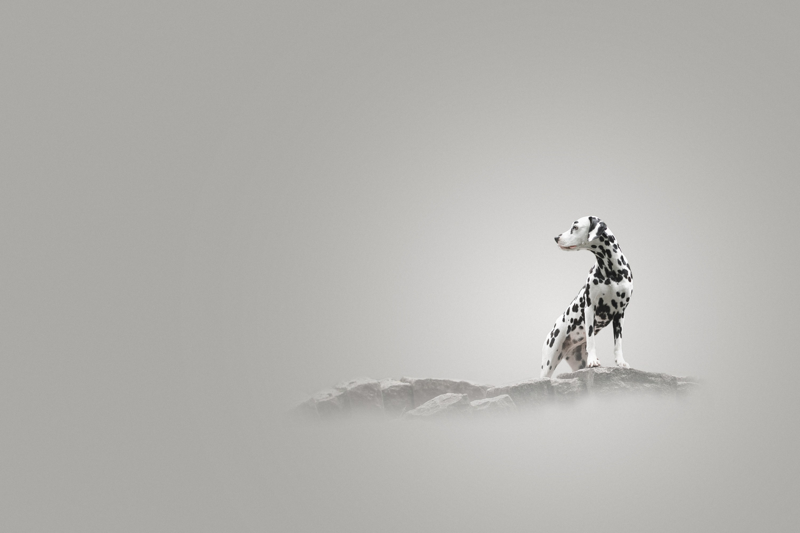 Дизайн. Фотограф-анималист в Калуге Мария Шерскова