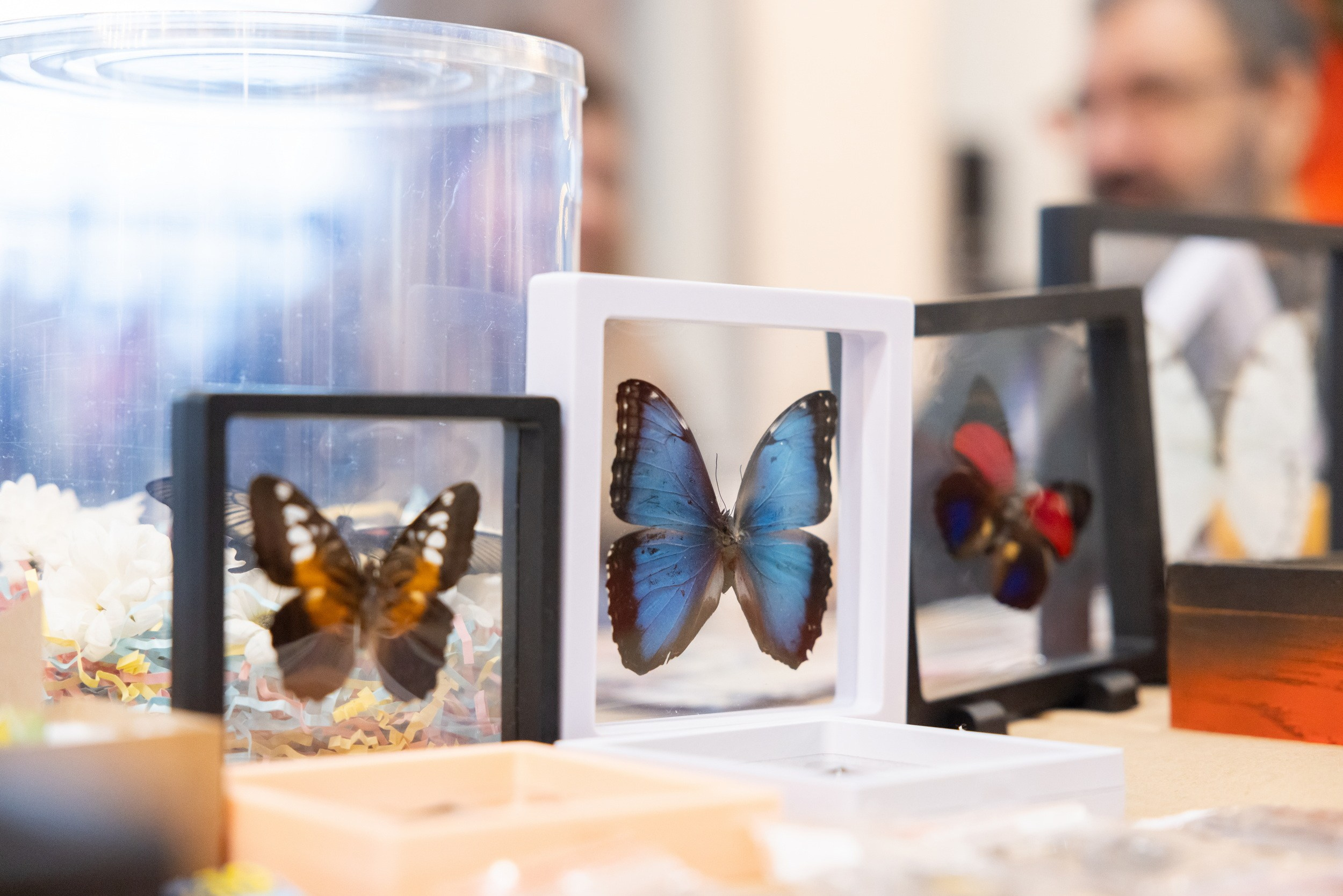 «Вершина зимы» в «Октаве»: фестиваль культуры Японии, Китая и Кореи (8 января 2026). Репортажный фотограф Алексей Пирязев