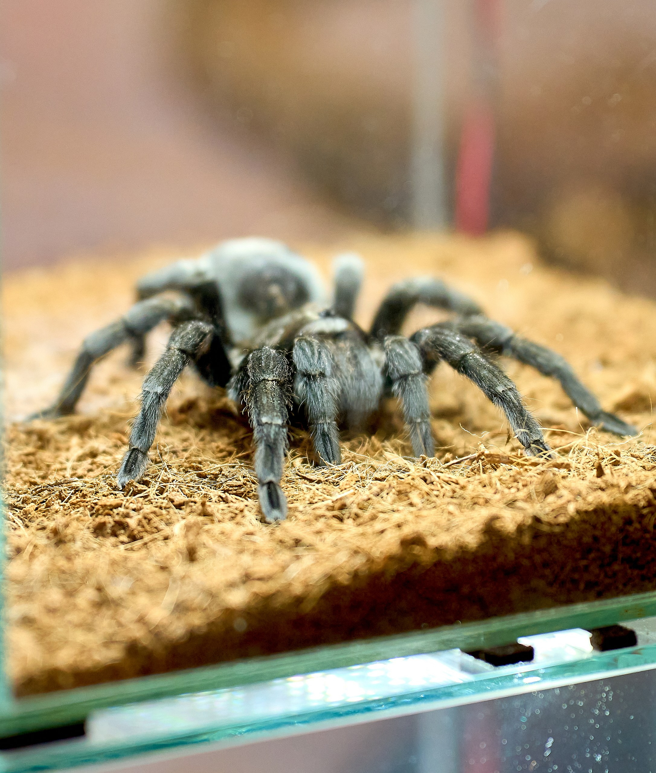 Рептилии — галерея NATRIEL