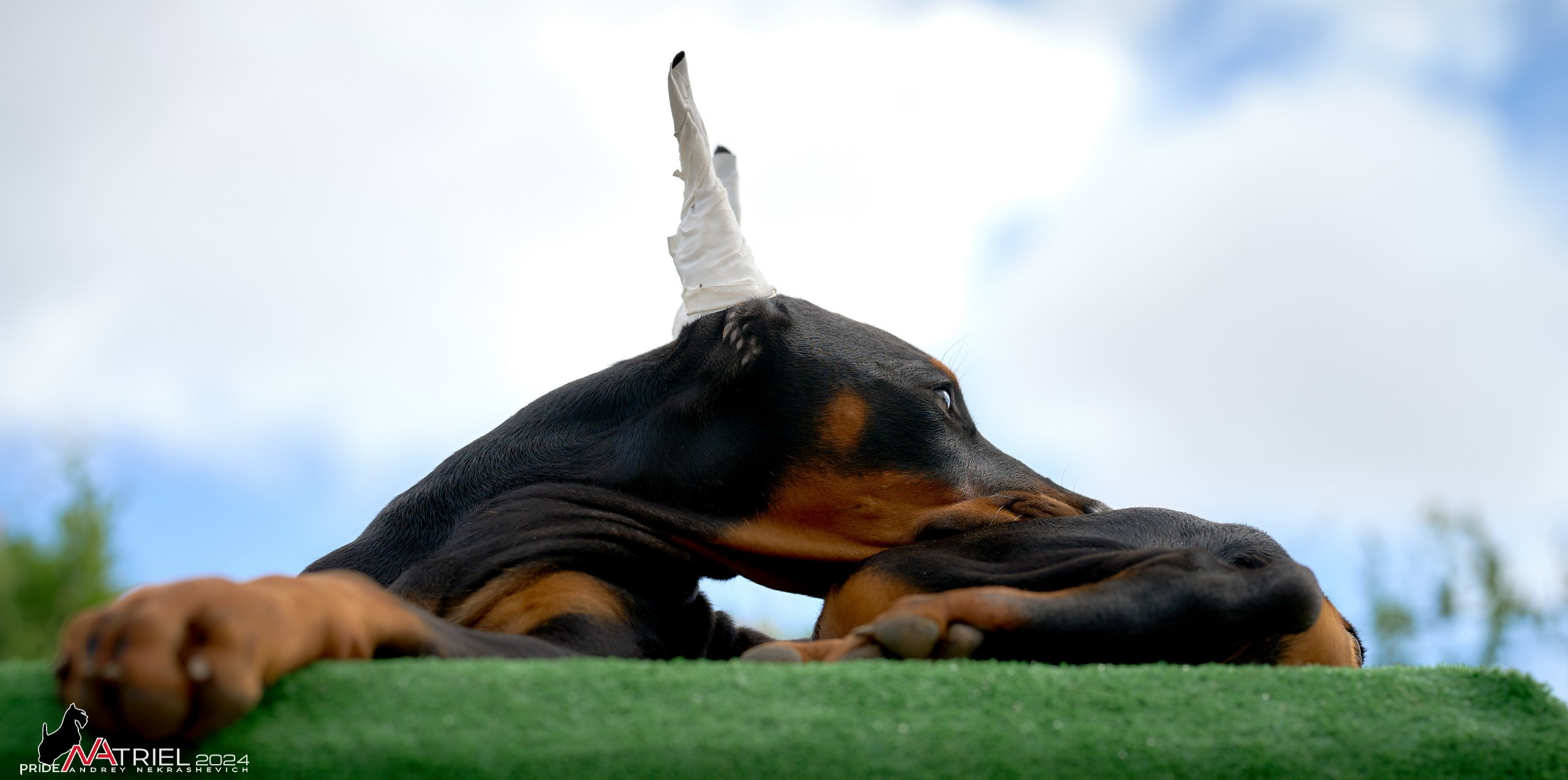 Съемка щенков доберманы