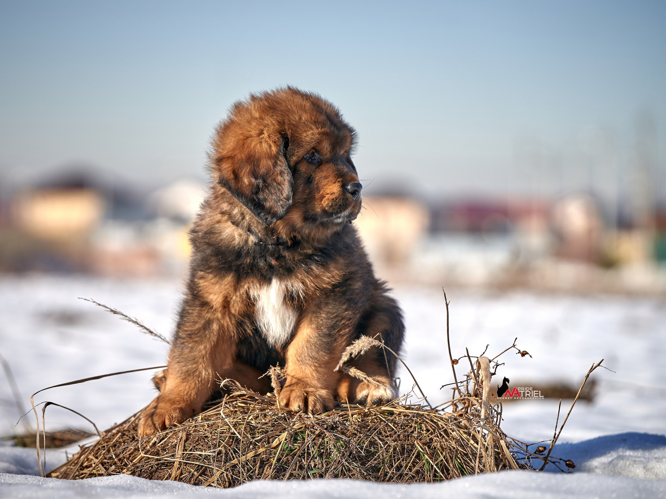 Щенки на прогулке — галерея NATRIEL