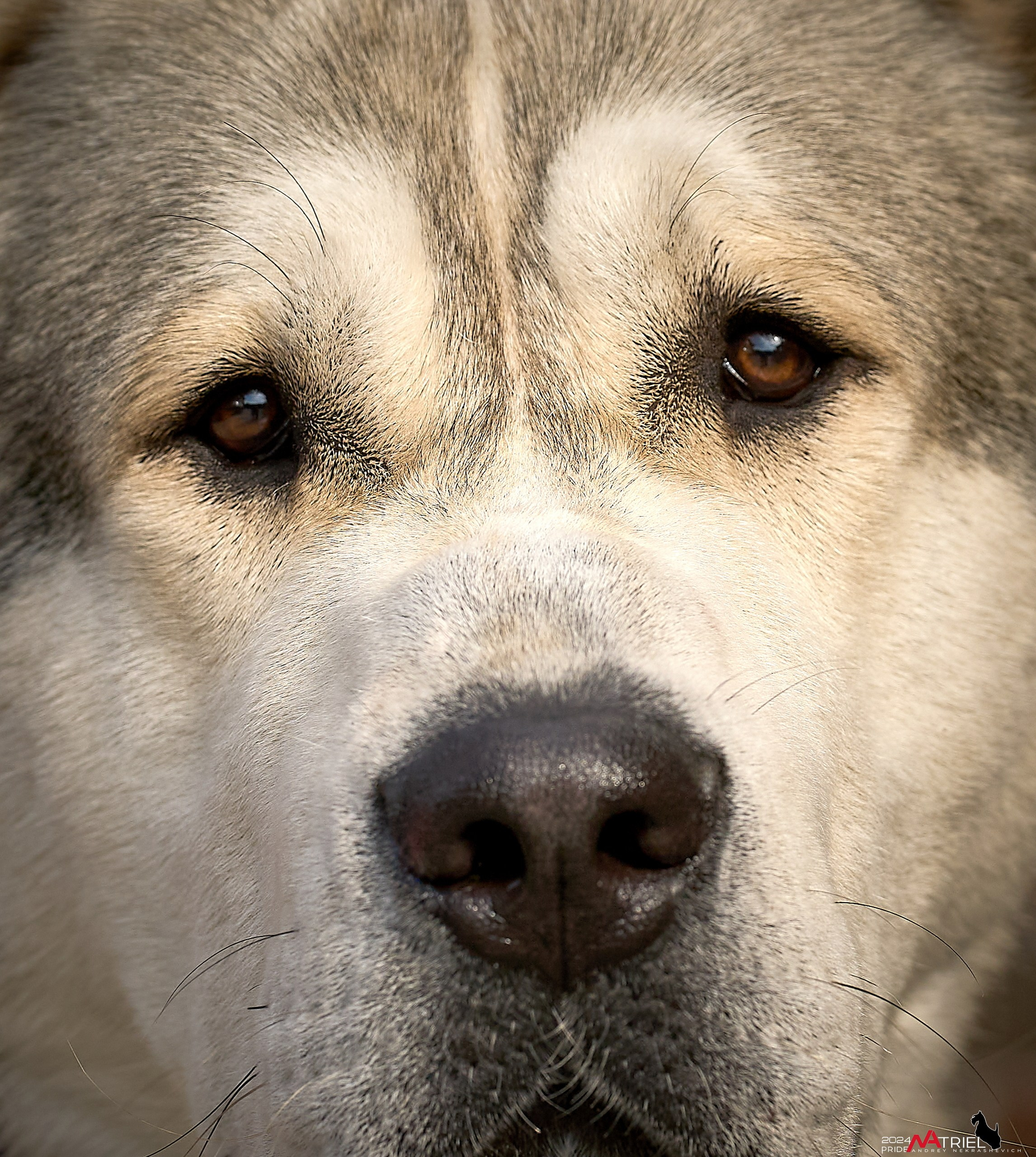 Съемка собак с выездом к Вам в дом