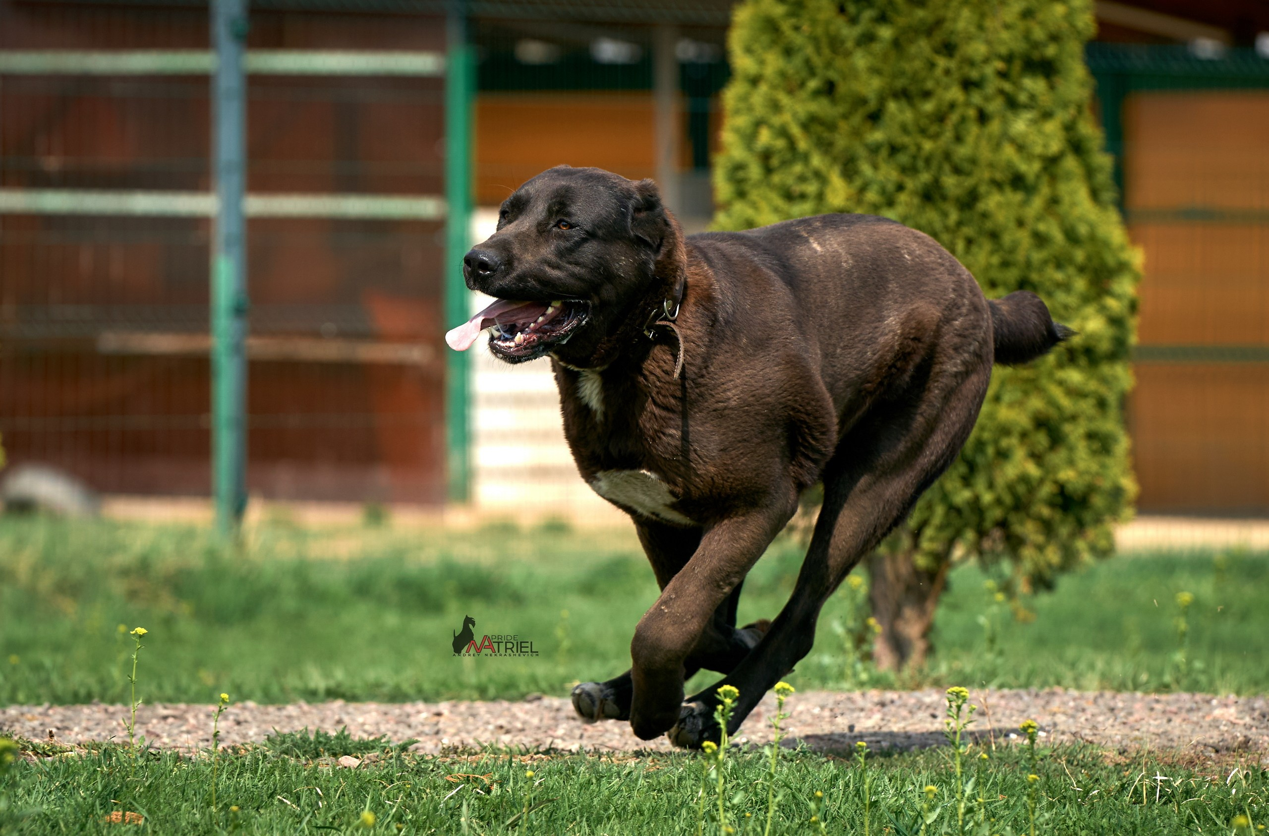 Среднеазиаты — щенки и взрослые