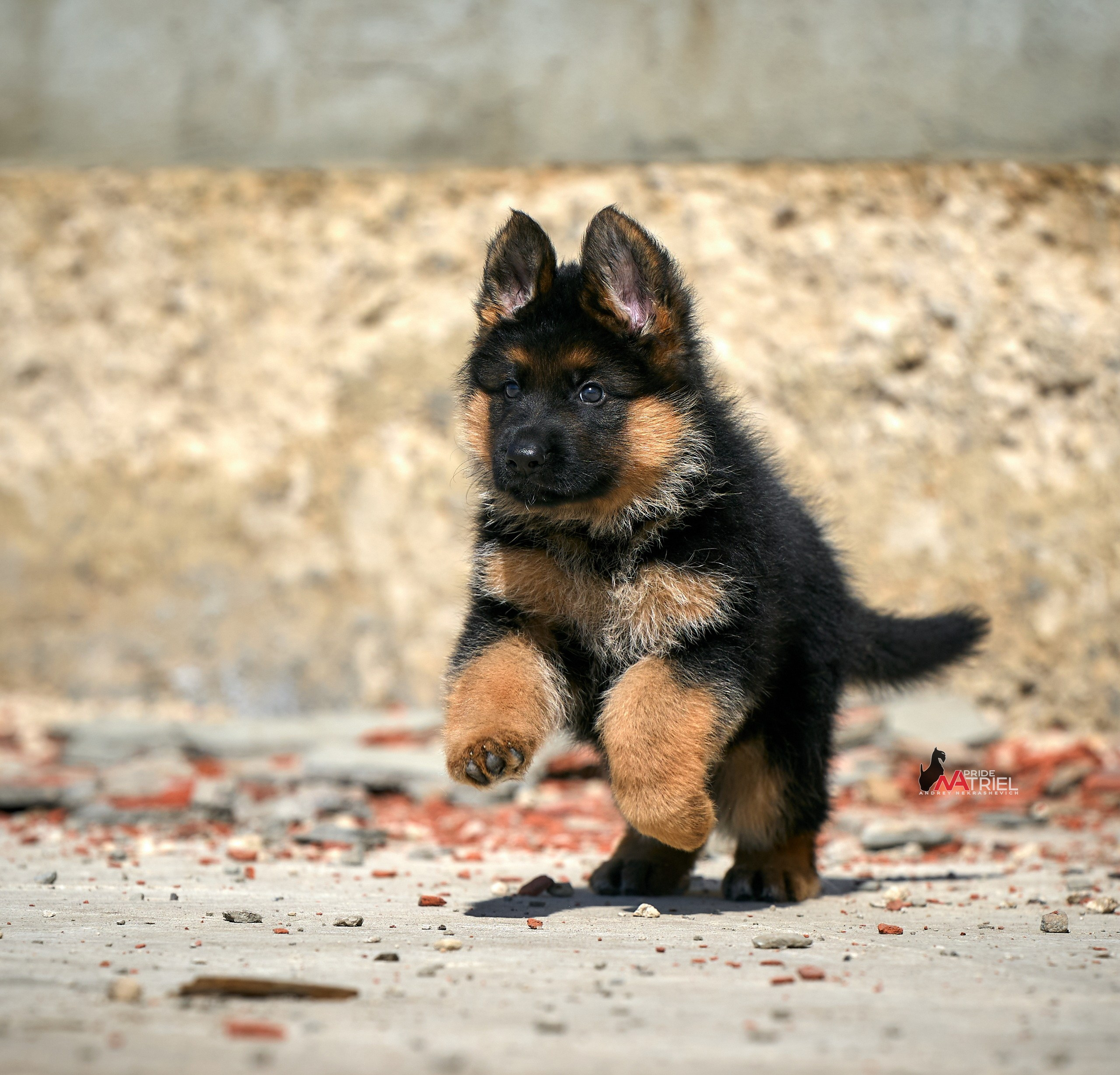 Щенки на прогулке — галерея NATRIEL