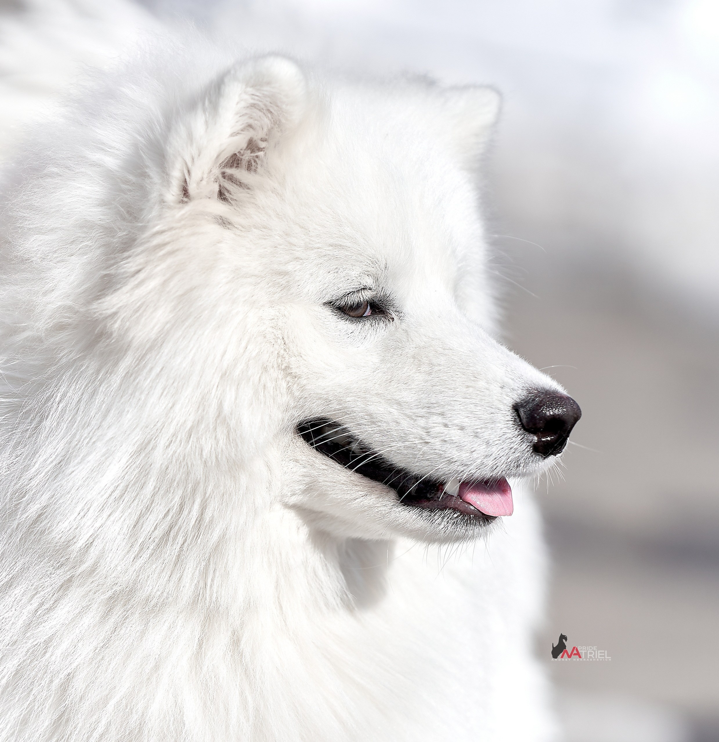 Портреты собак — галерея NATRIEL