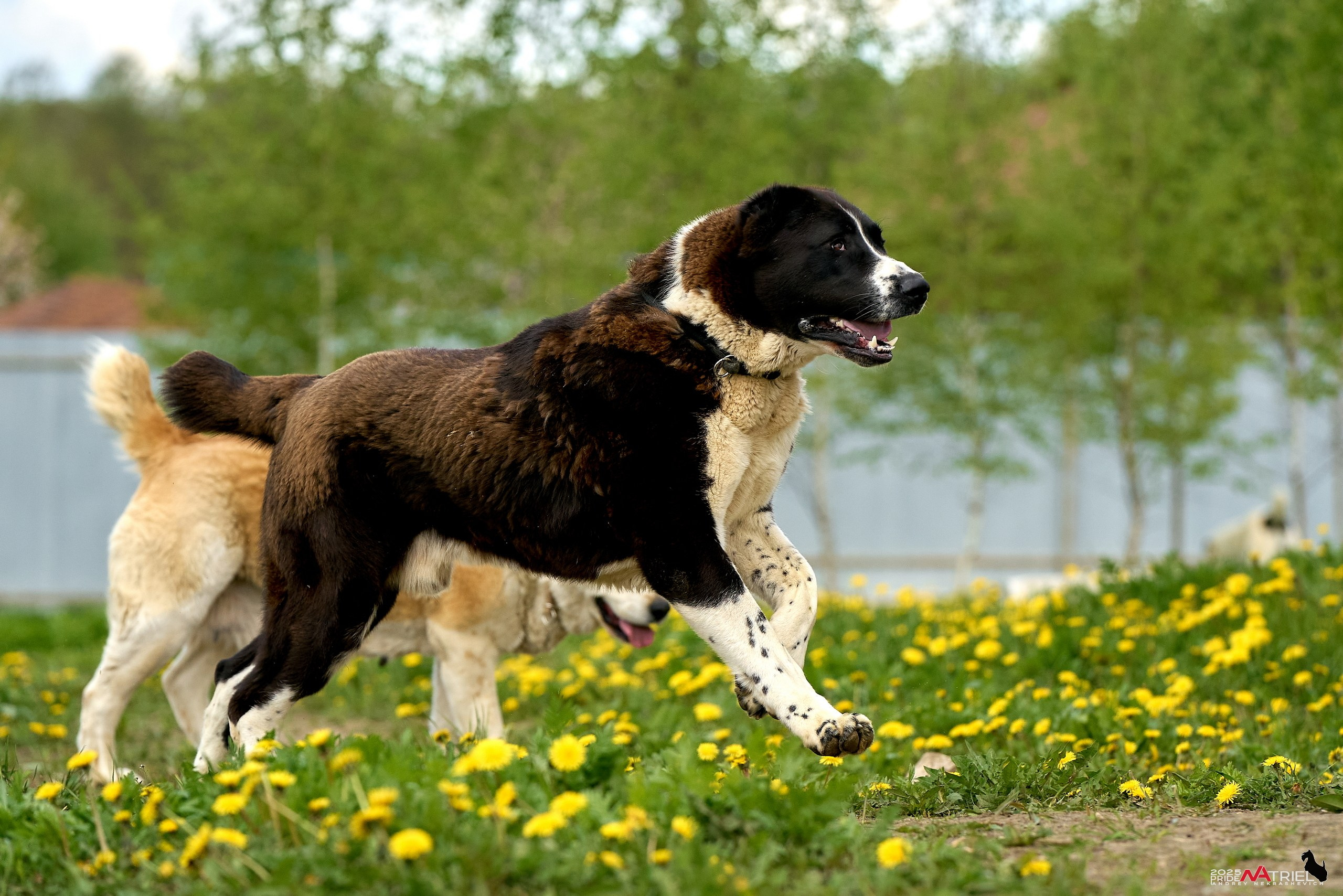 Съемка в питомнике