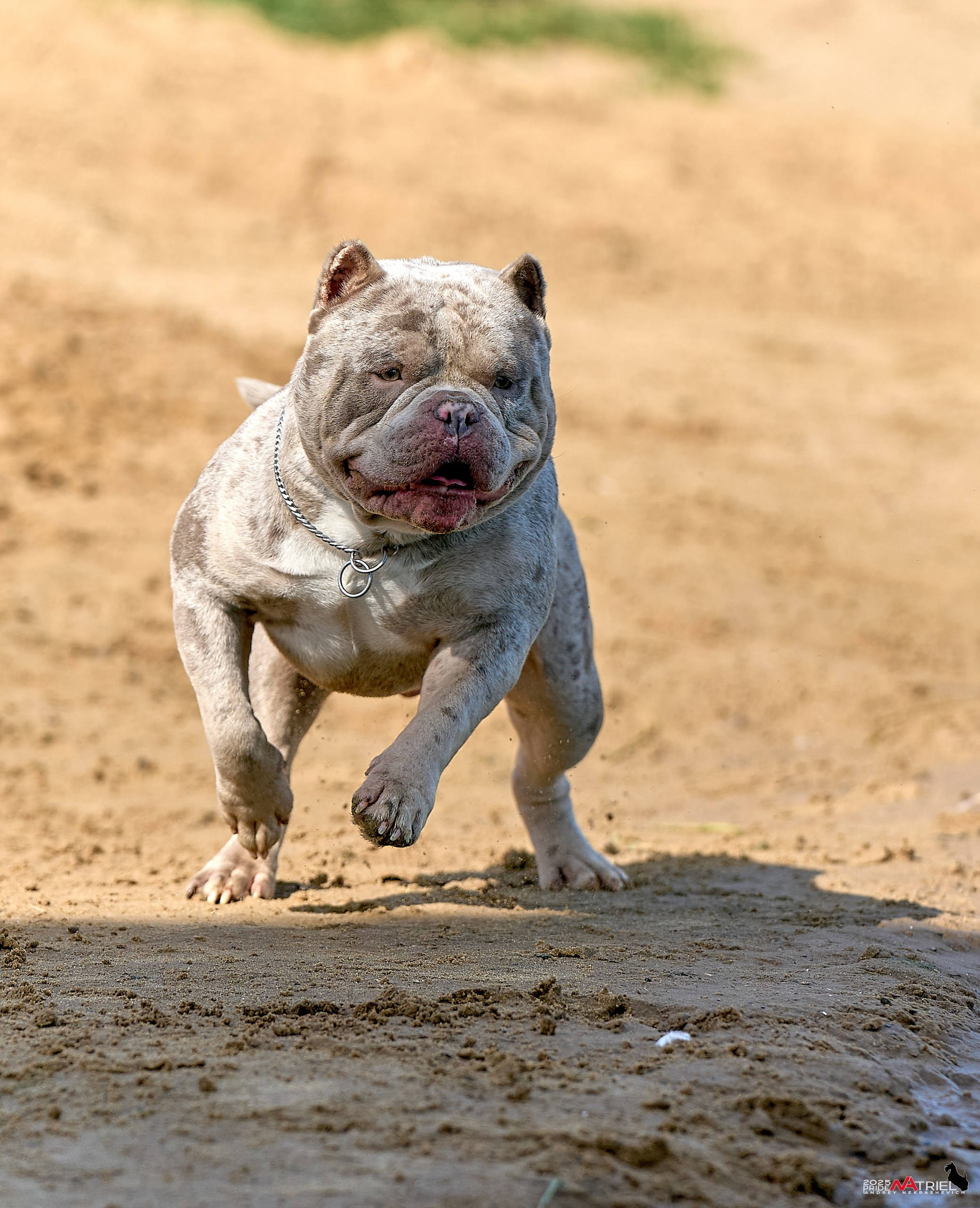 Съемка собак породы булли на природе