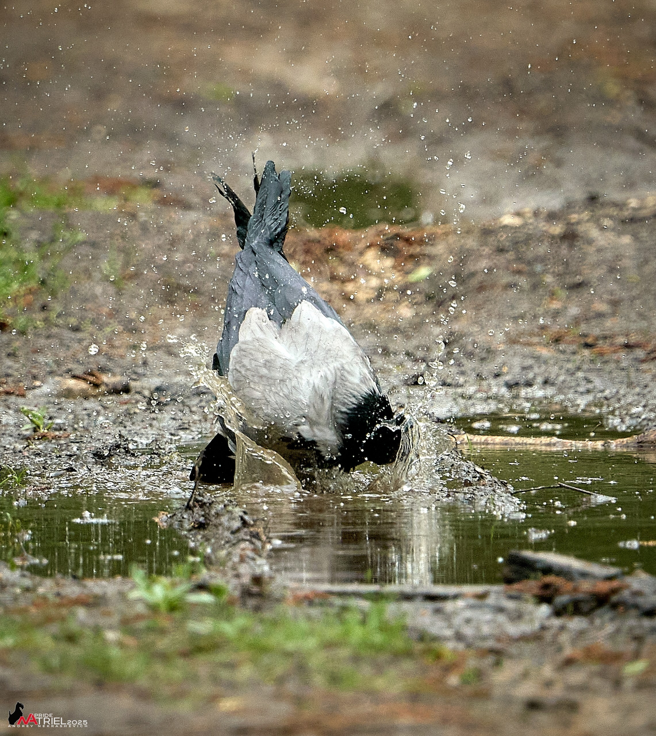 Съемка в майском лесу