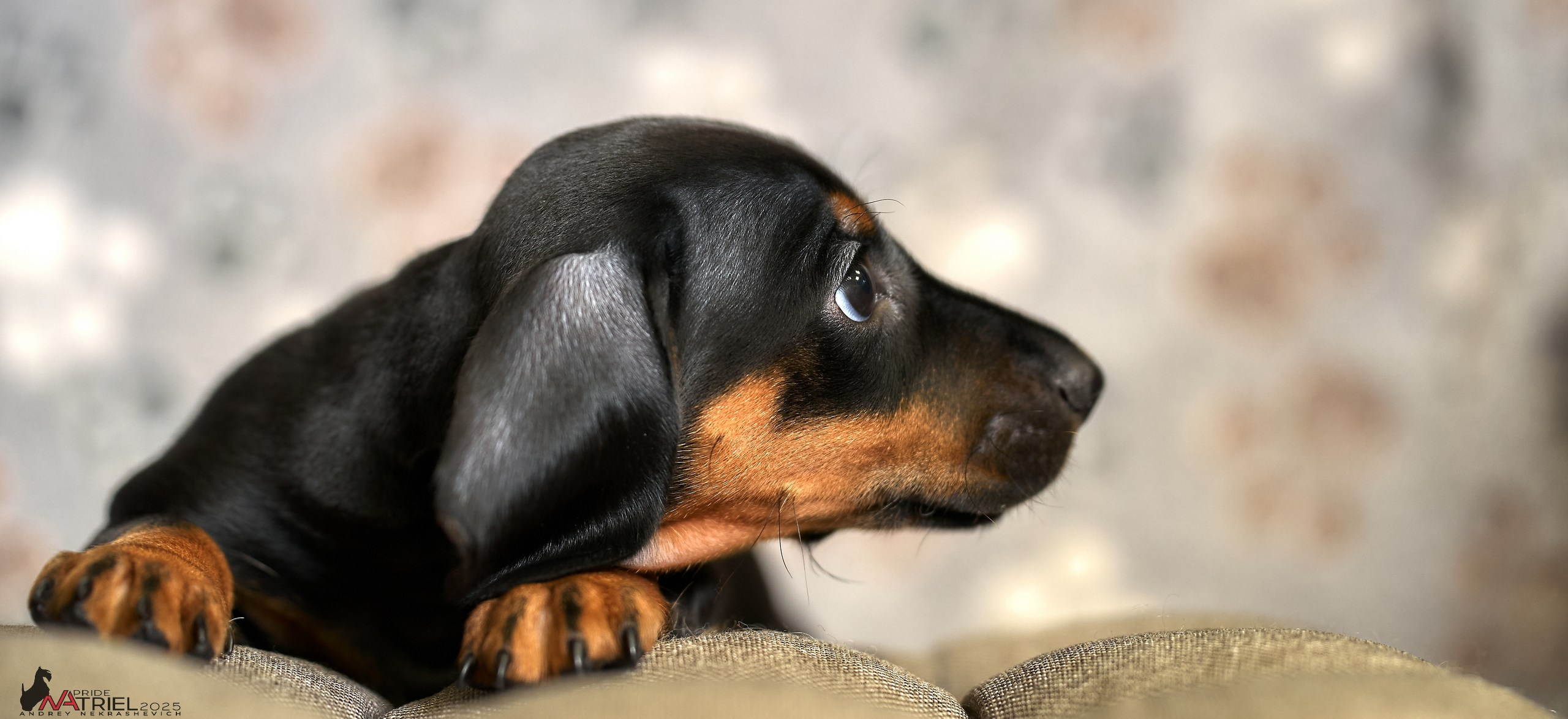 Съемка щенков таксы с мобильным светом