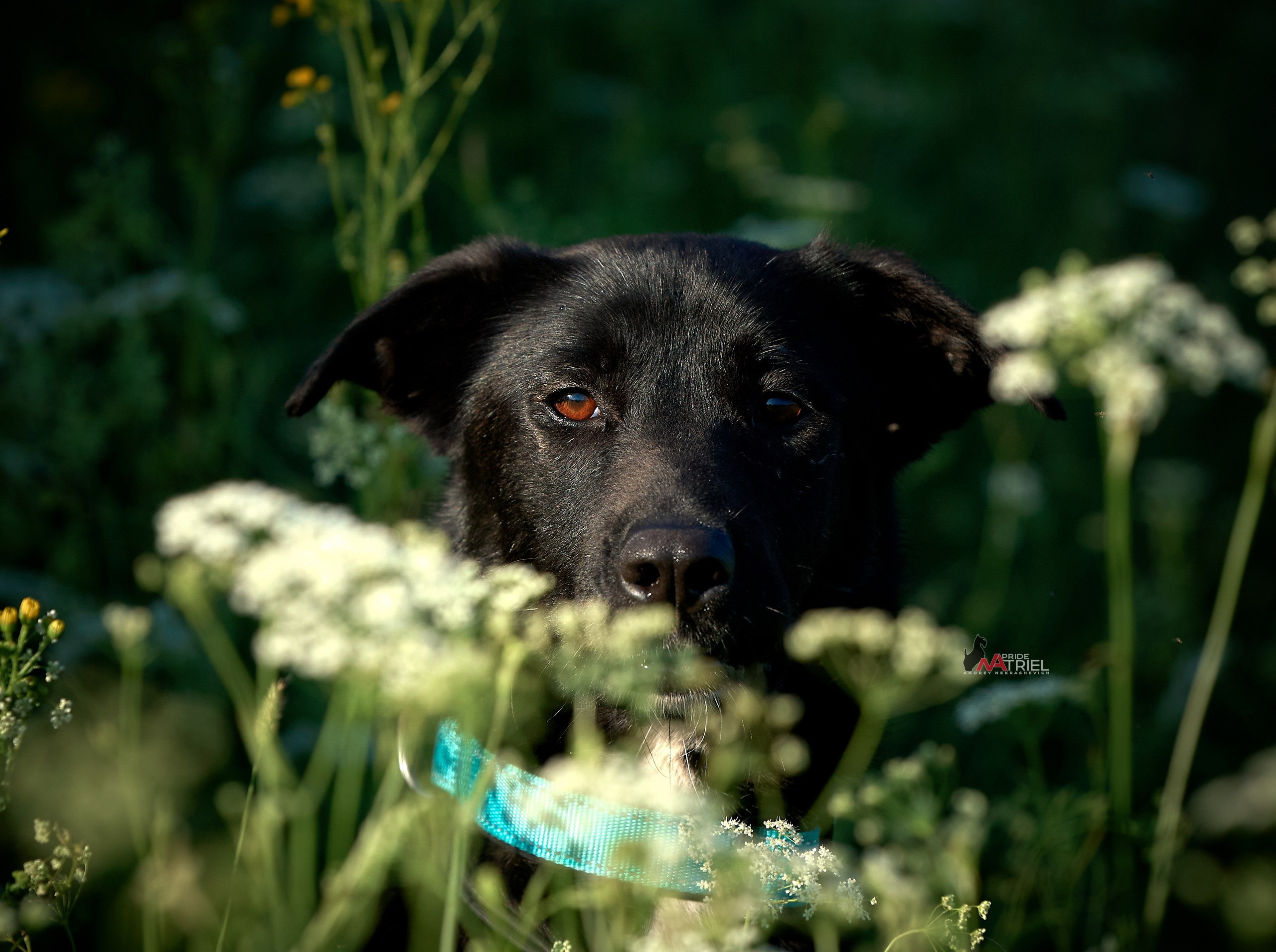 Портреты собак — галерея NATRIEL