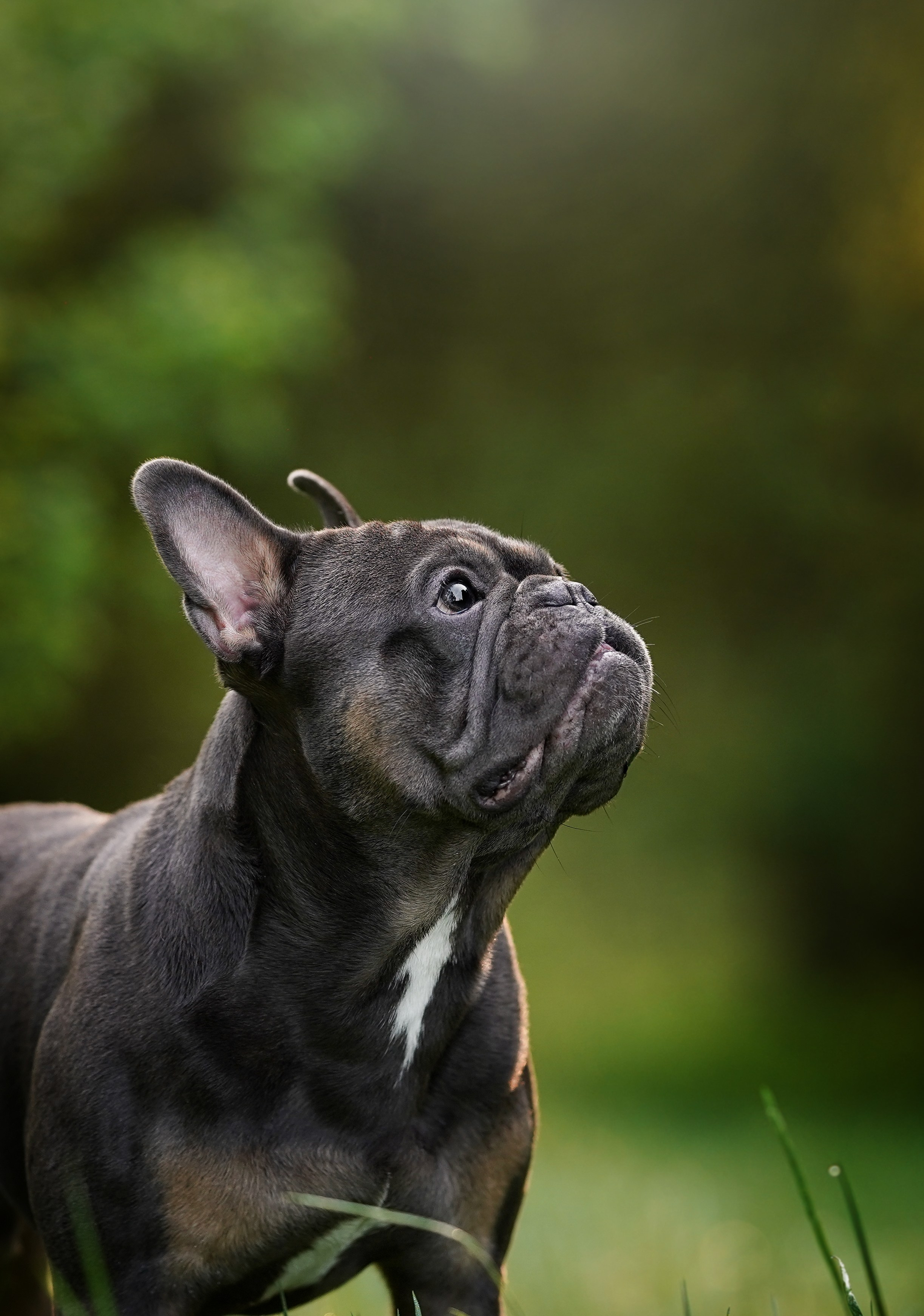 Юлия Петя и Моника. Фотограф-анималист в Санкт-Петербурге Яна Мартынова