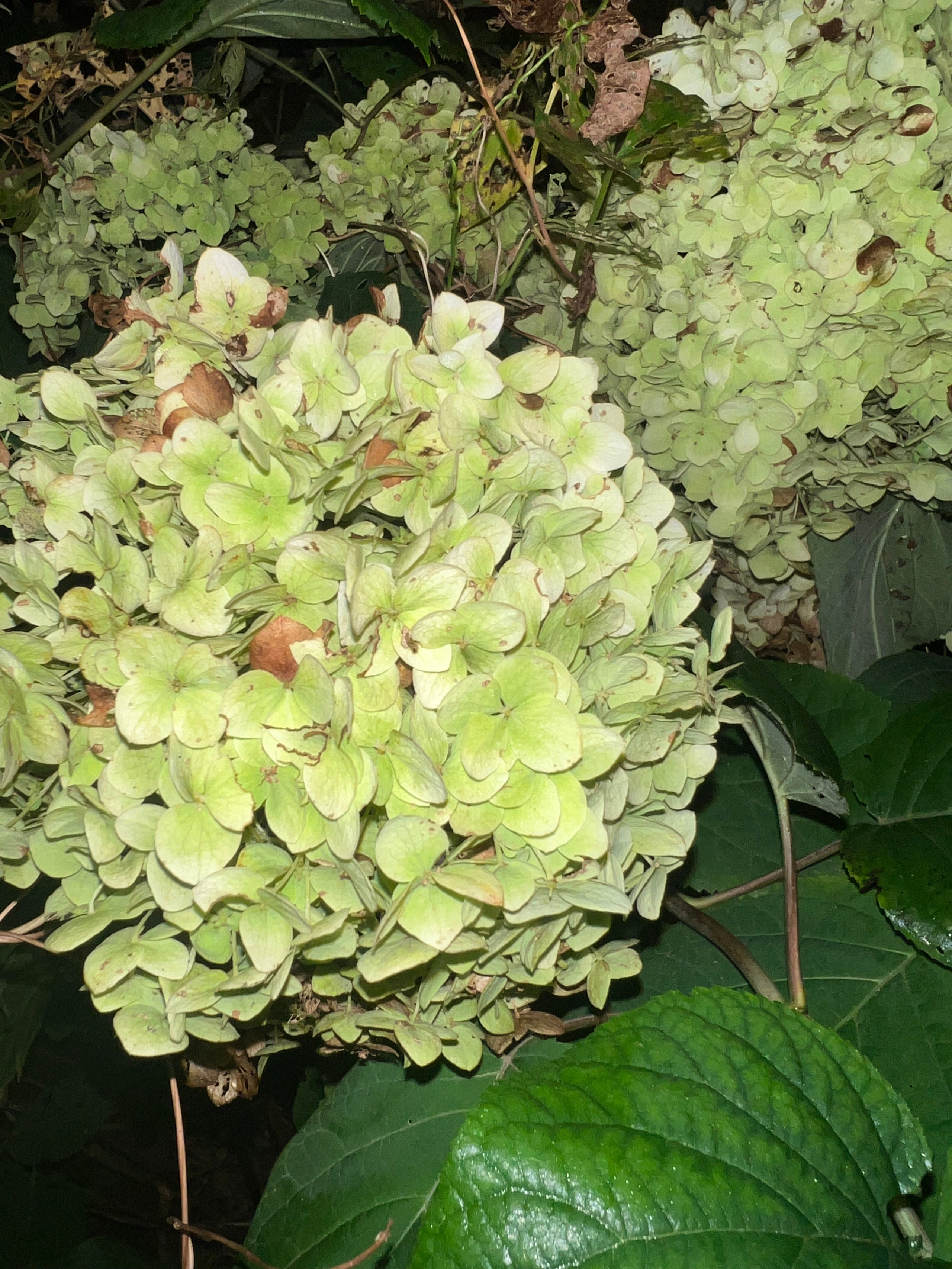 Цветы ночи. Анна Хвалина