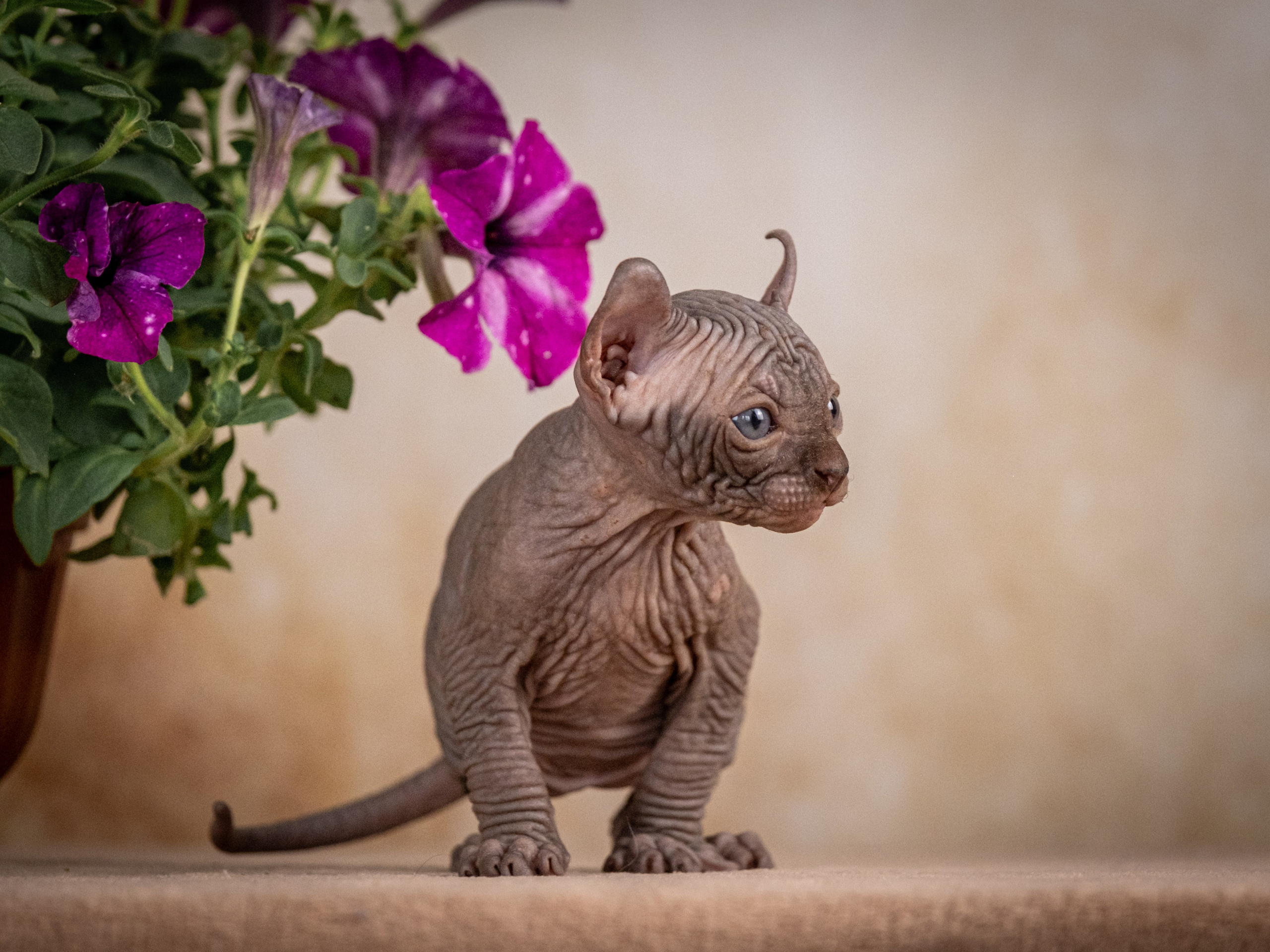 Сфинксы и эльфы для Никиты!. Зоофотограф, фотограф животных в Москве и области Дина Дамоцева