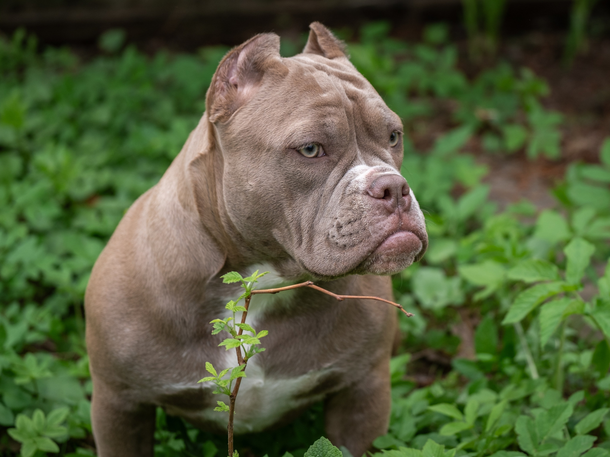 Американские булки для Ирины). Зоофотограф, фотограф животных в Москве и области Дина Дамоцева