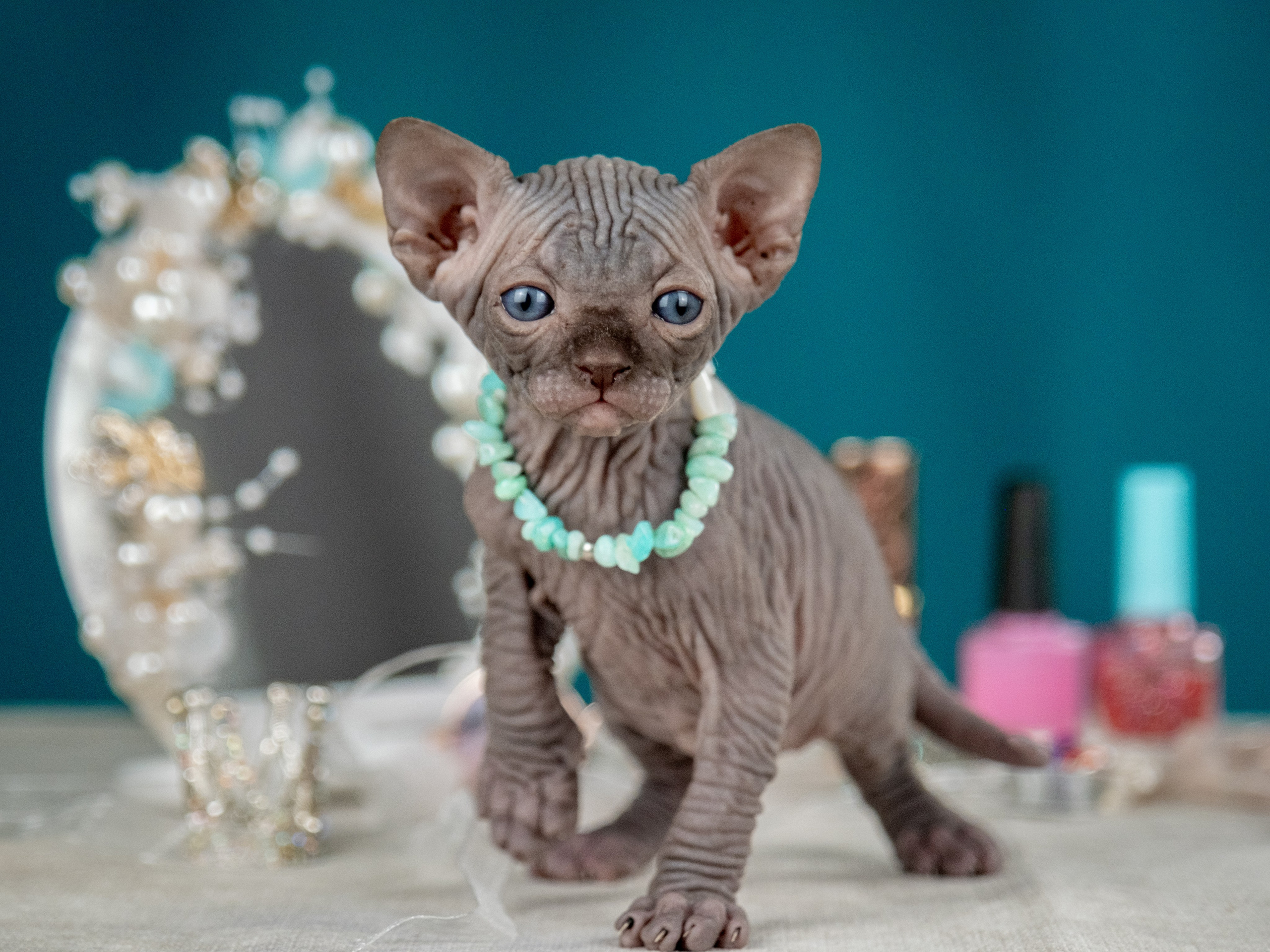 Невероятные сфинксы и эльфы для Ланы!. Зоофотограф, фотограф животных в Москве и области Дина Дамоцева