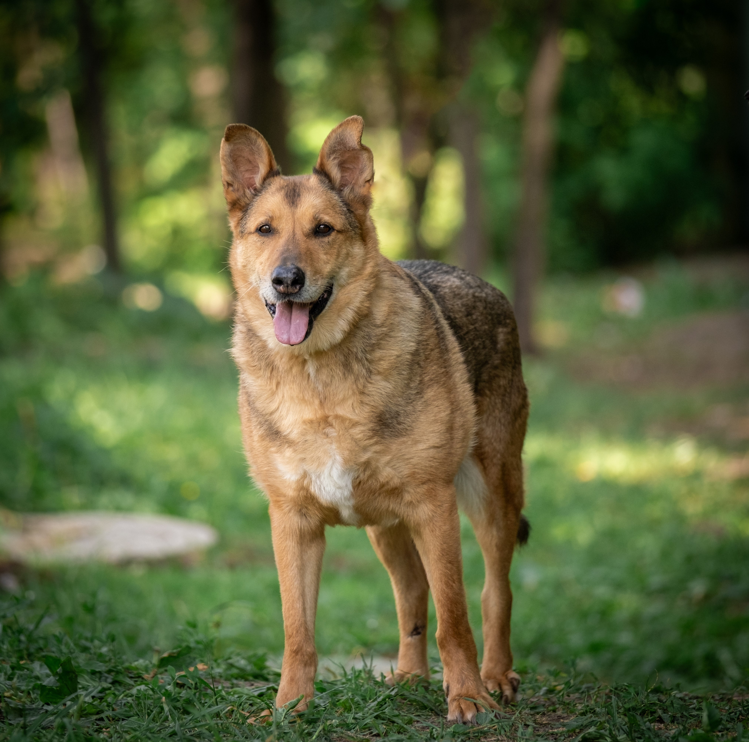 Приют Бирюлёво — для Надежды!. Зоофотограф, фотограф животных в Москве и области Дина Дамоцева