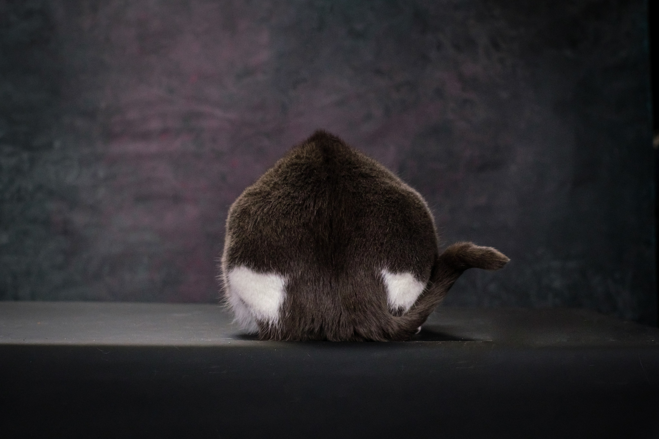 Котики Мурмурии). Зоофотограф, фотограф животных в Москве и области Дина Дамоцева