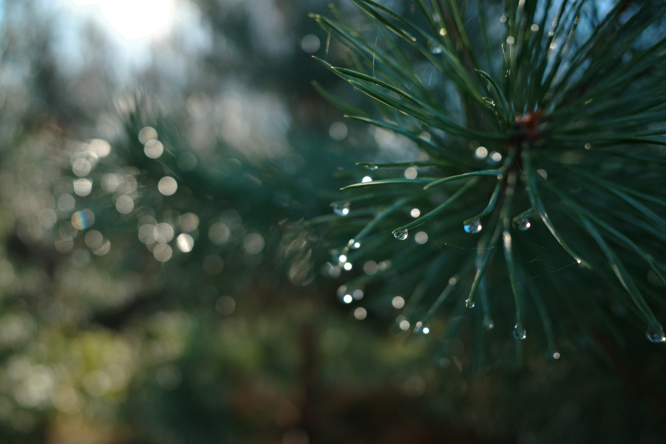 Галерея Ricoh GR3 HDF. Константин Устинов — фотограф