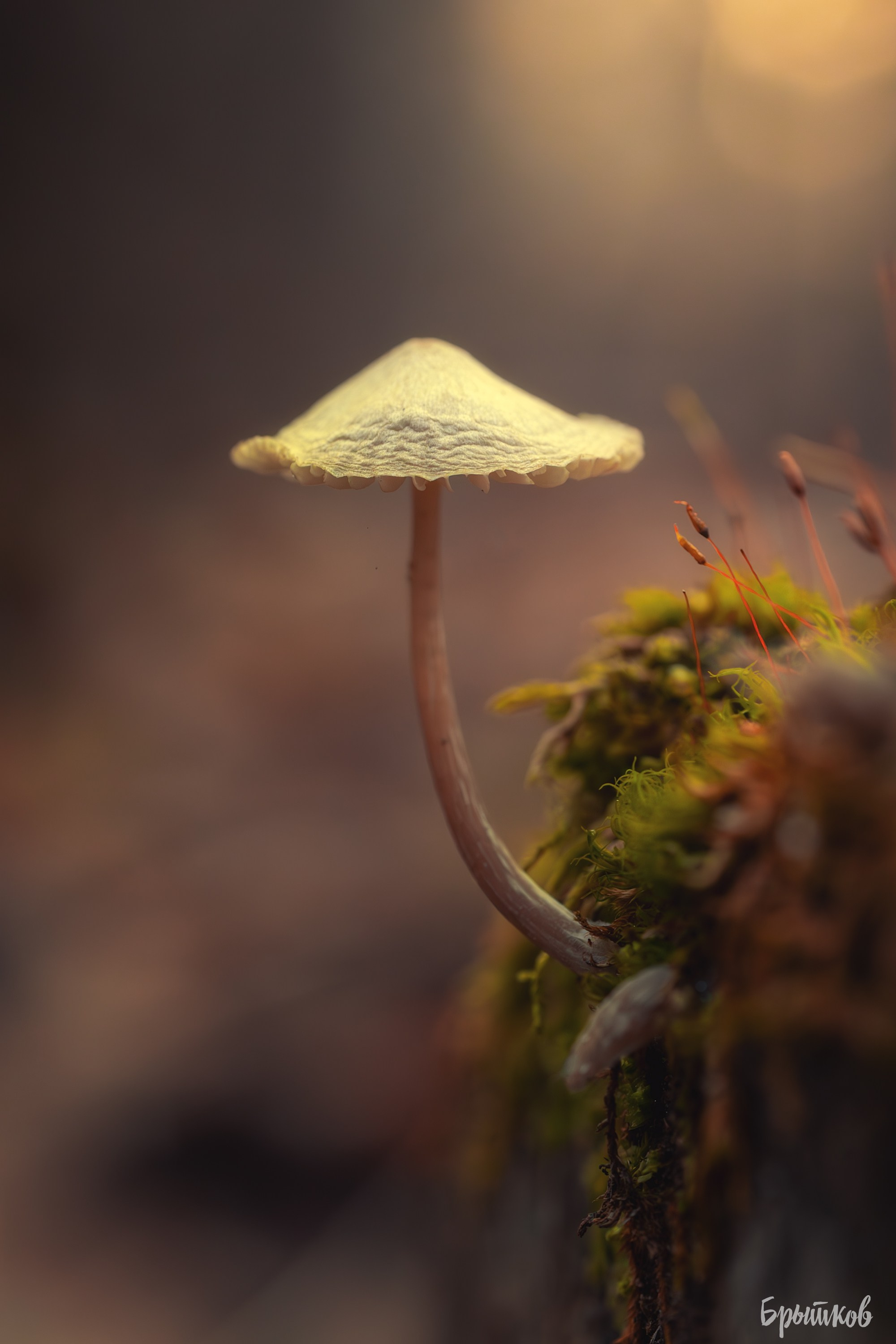 Макрофото. Николай Брытков — фотограф в Туле