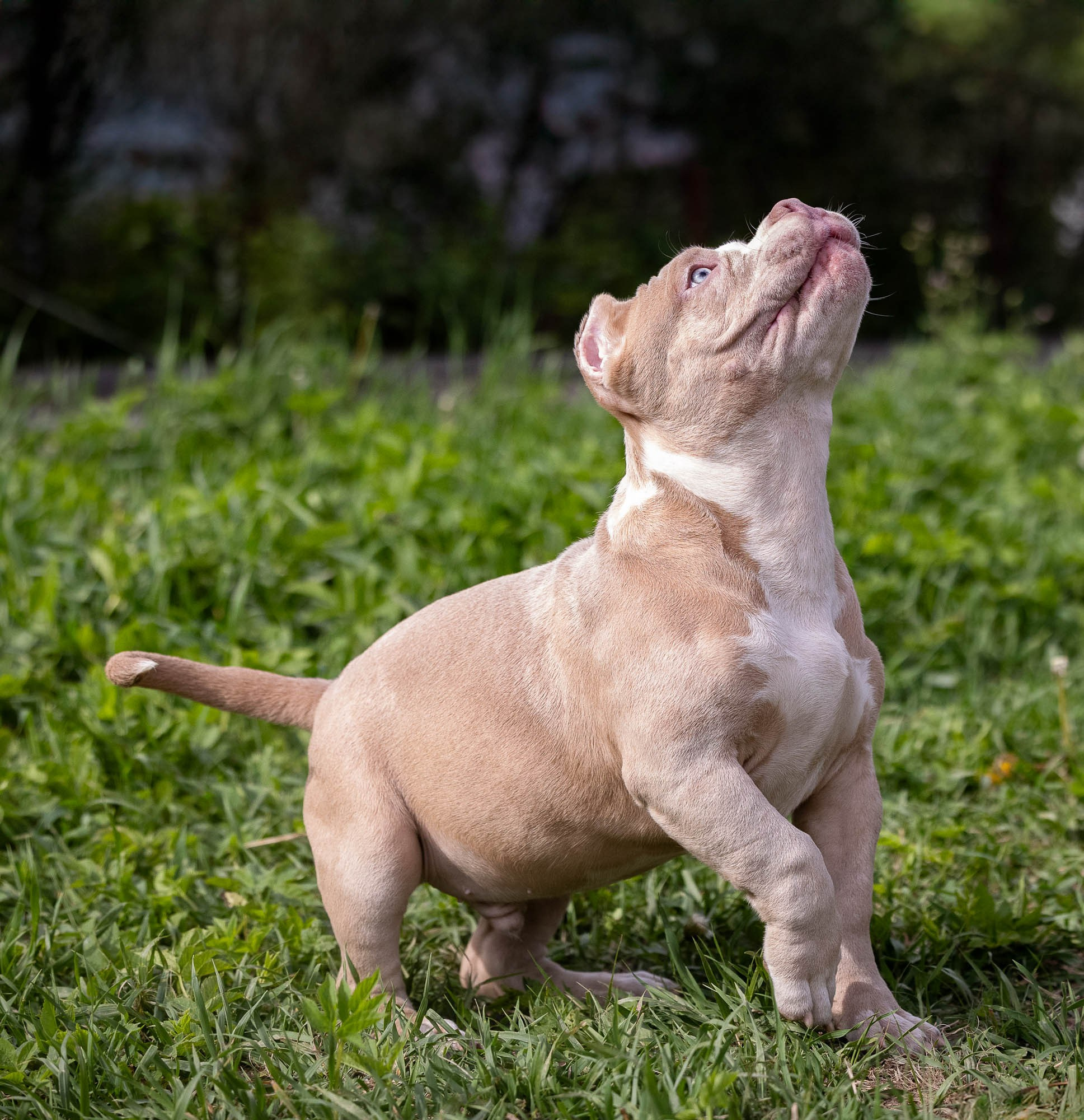 Щенки Тэя. Виктория Михайловская. Фотограф-анималист. Москва
