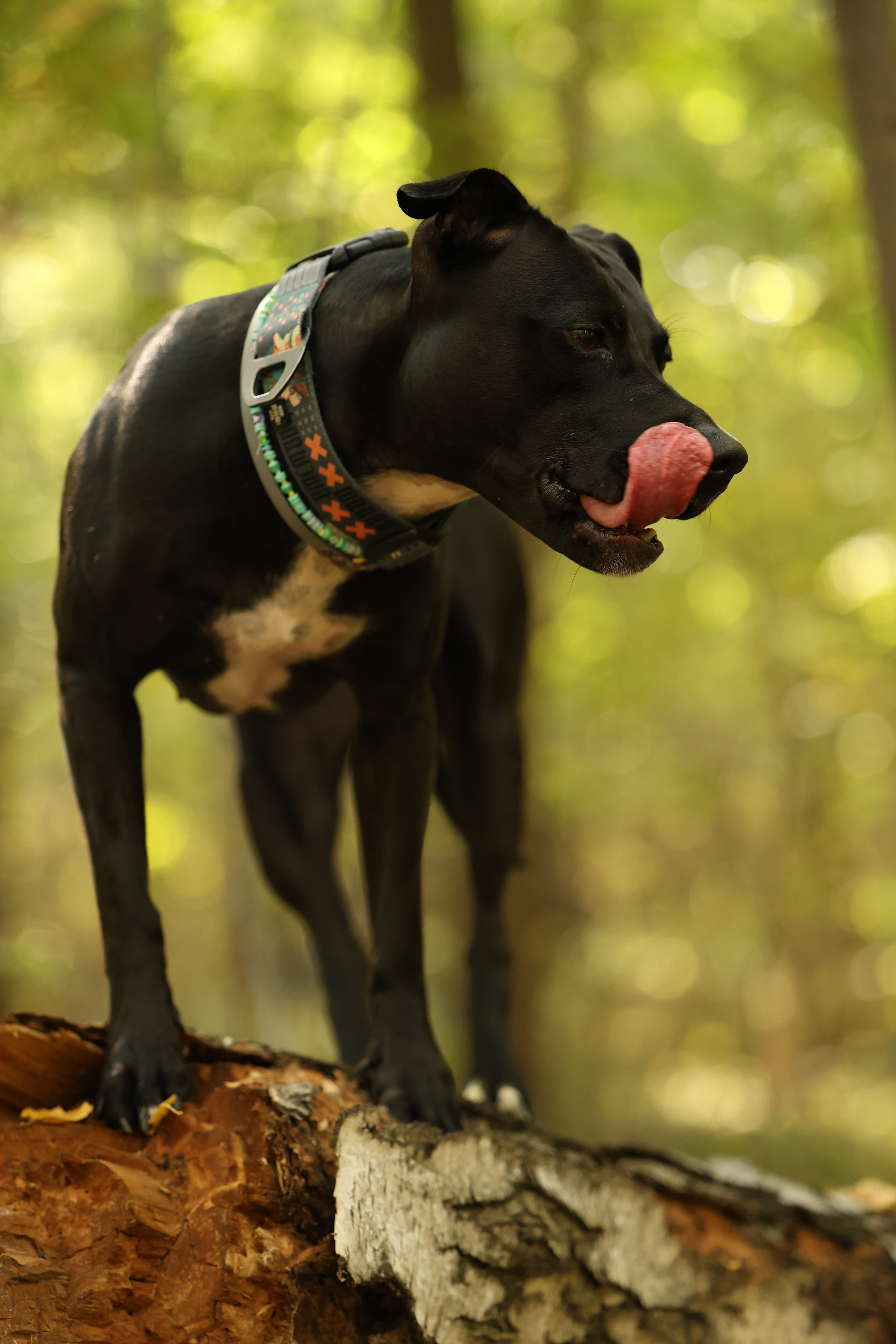 Алена и Бора. Виктория Михайловская. Фотограф-анималист. Москва