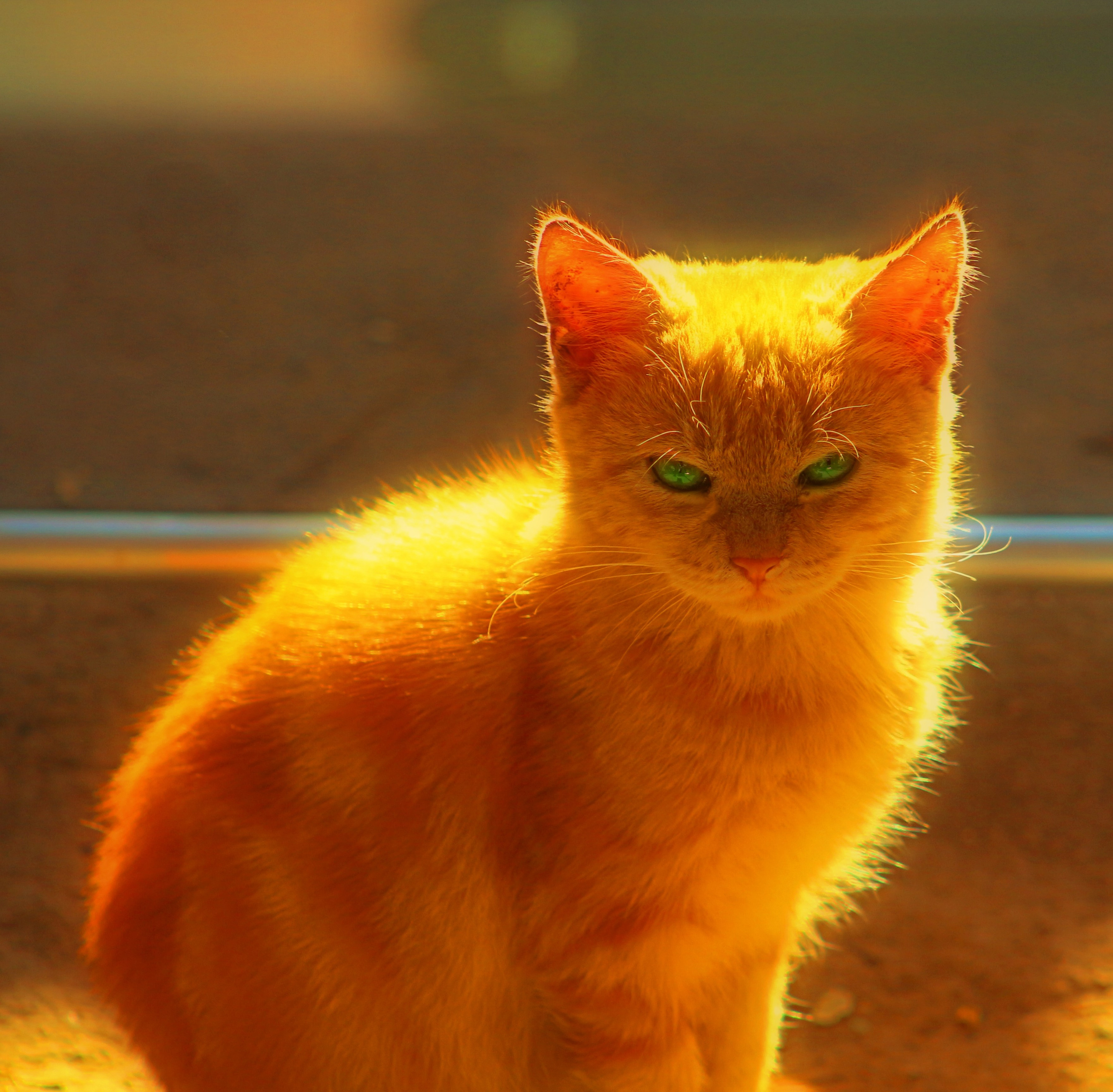 Животный мир. Фотограф из Донецка Александр Турко