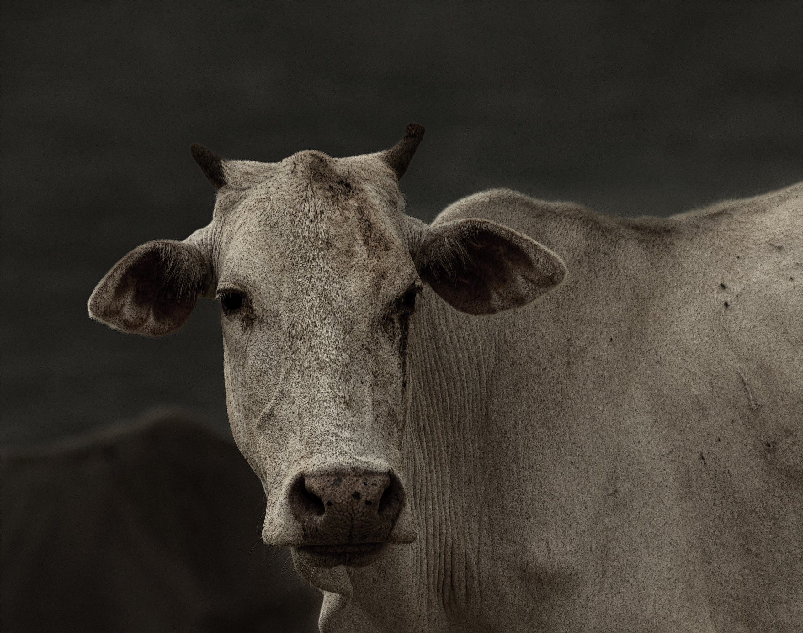 Amazing Ceylon. Art Рhotographer Russia/Moscow