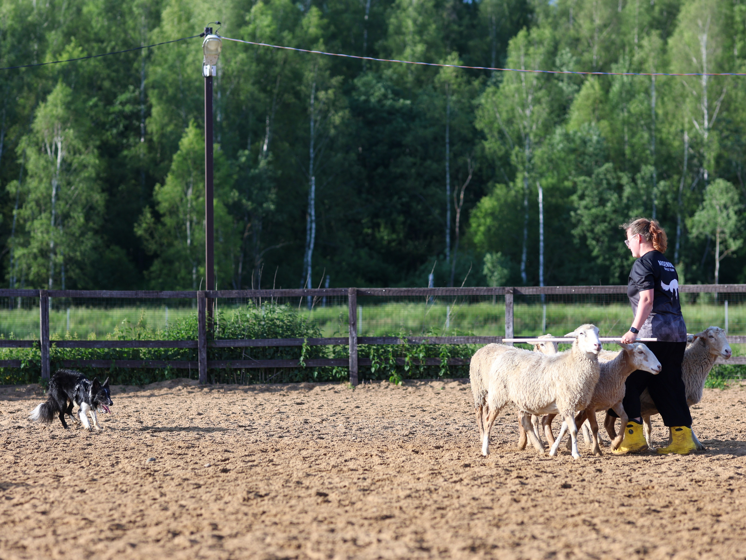 Пастьба. Фотограф-анималист в Москве Кириллова Татьяна