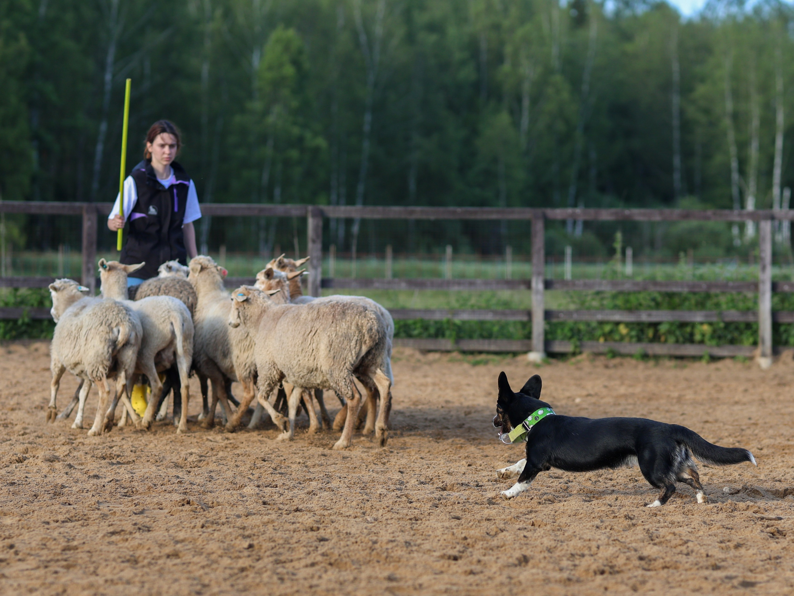 Пастьба. Фотограф-анималист в Москве Кириллова Татьяна