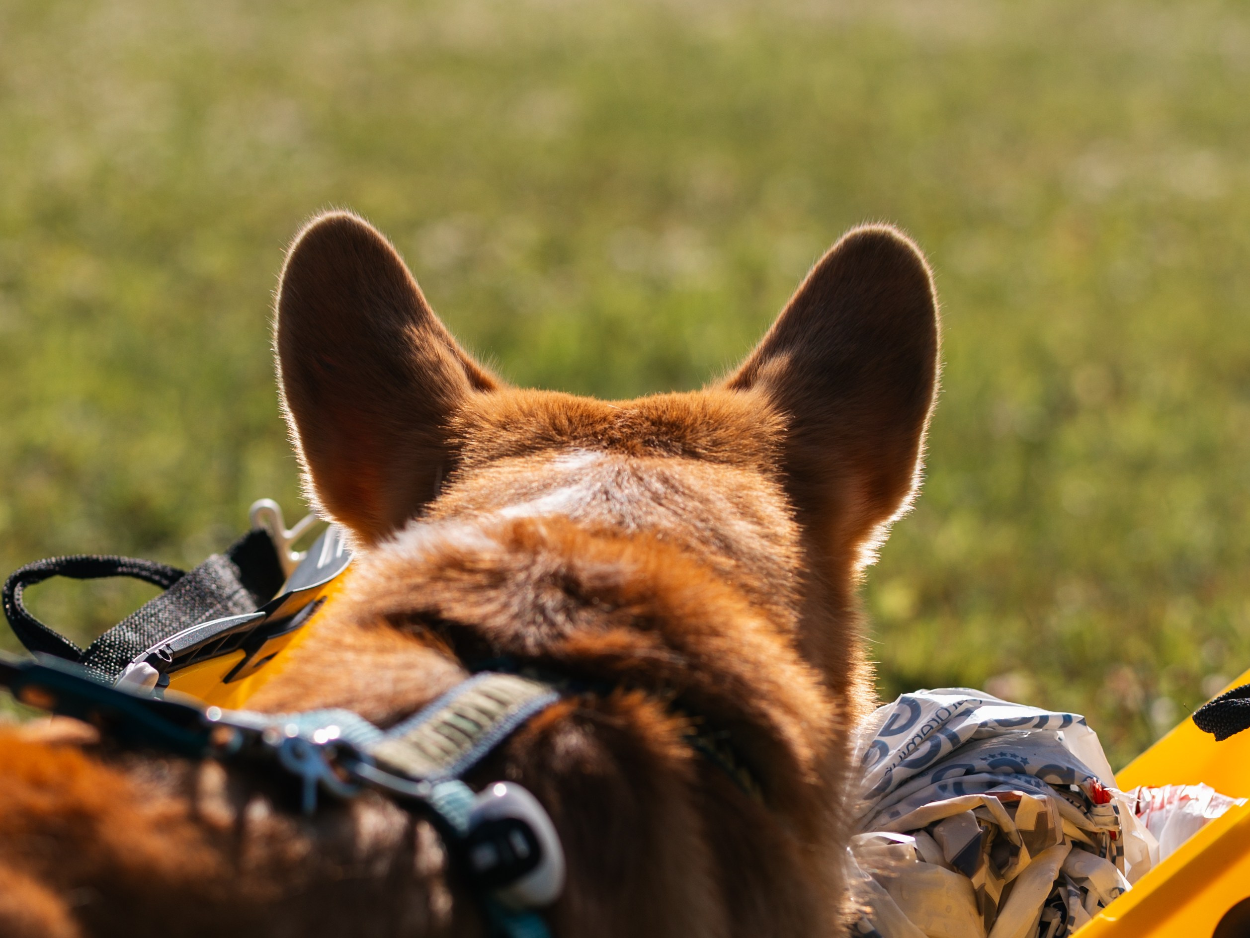 Лагерь ноузворк. Фотограф-анималист в Москве Кириллова Татьяна
