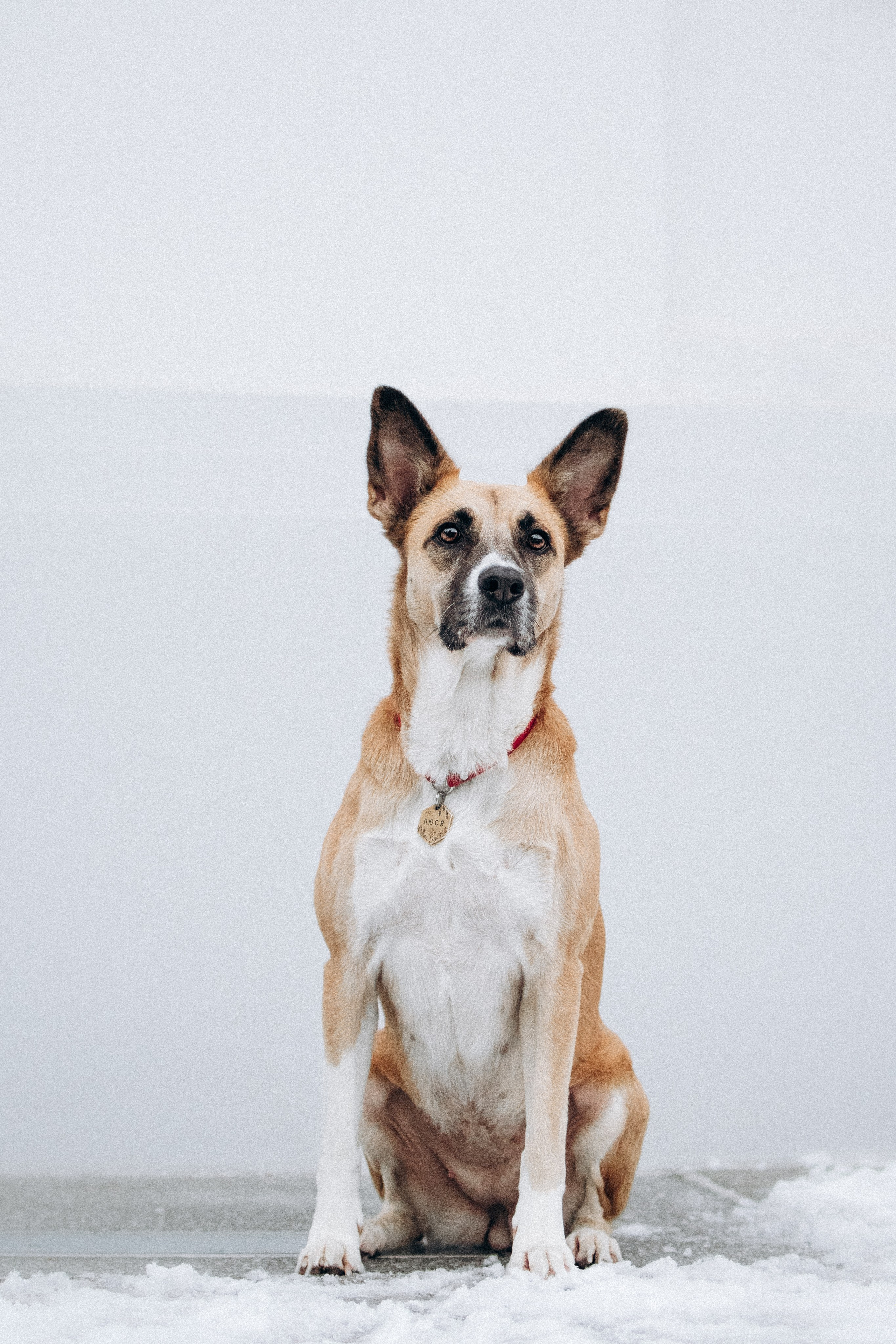 Саша, Ксюша и их банда. Фотораф — анималист Мария Шистка