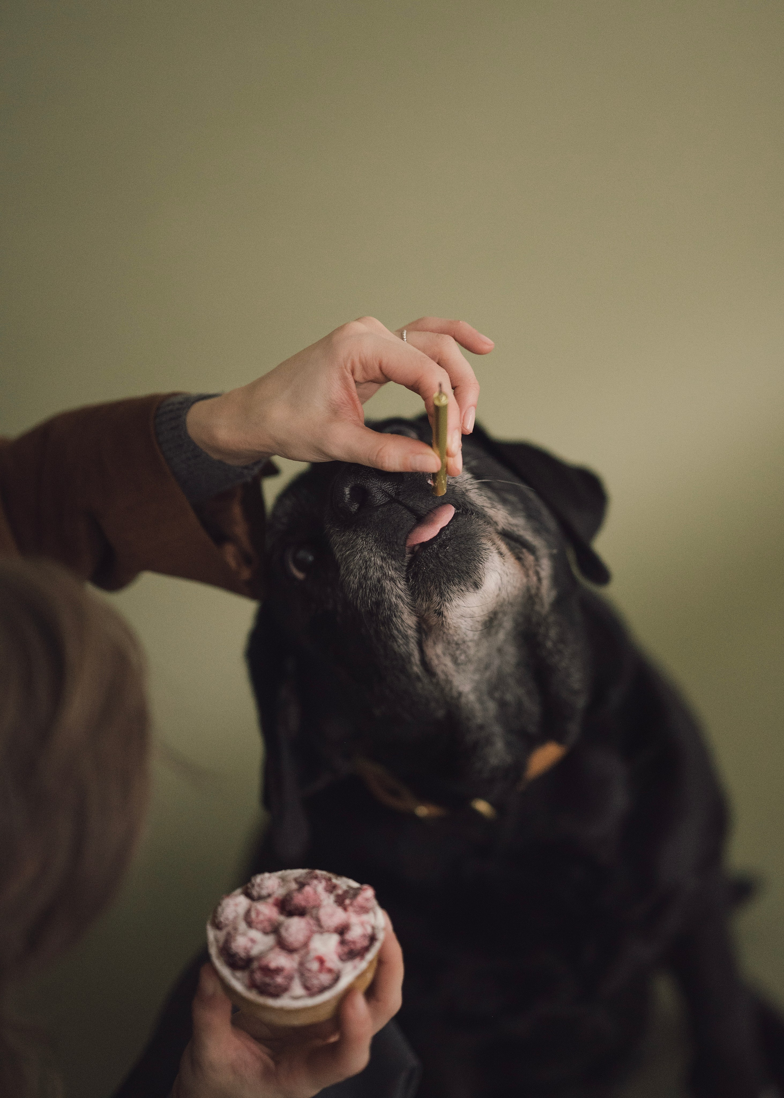 Бэста. Фотограф- анималист Александра Матвеева