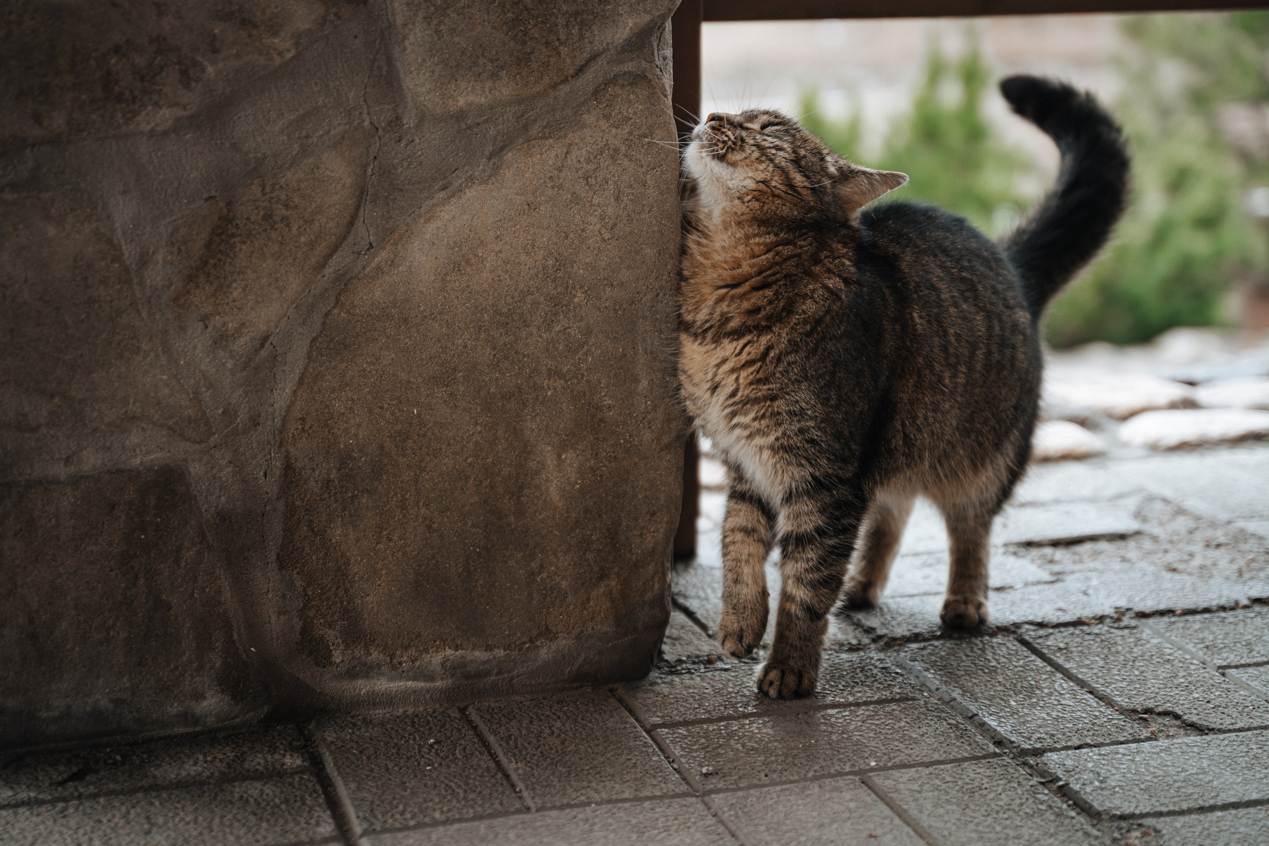 Евгения. Конный клуб. Портретный фотограф в Санкт-Петербурге Дмитриева Наталия