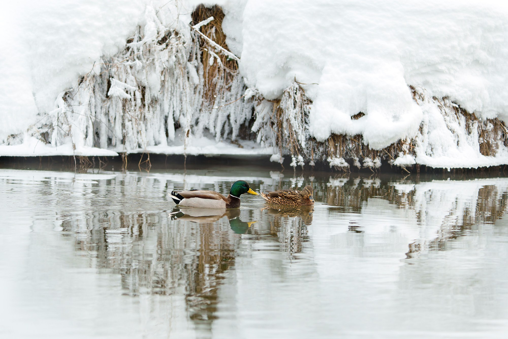 Природа. Ваш личный фотограф Марина Волкова