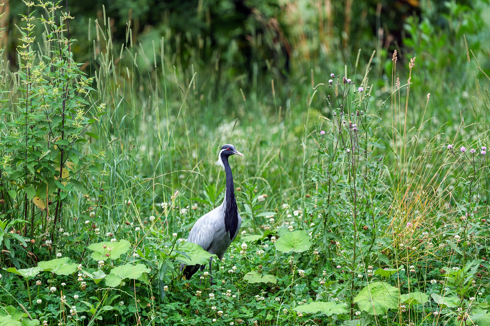 Удивительные мир птиц. Вокруг нас столько прекрасного — присмотритесь!. Ваш личный фотограф Марина Волкова