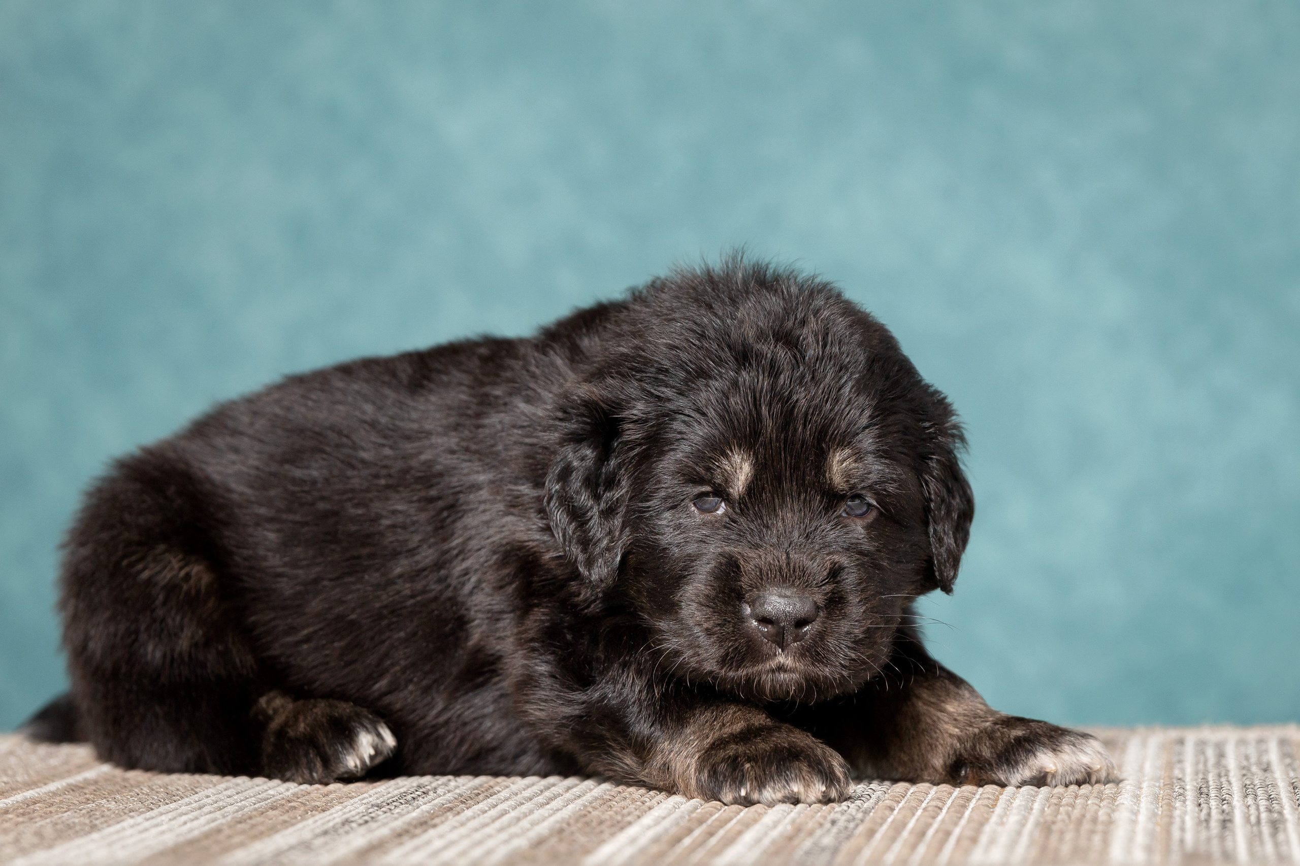 Тибетский мастиф. Юлия Микульская. Рыбинск