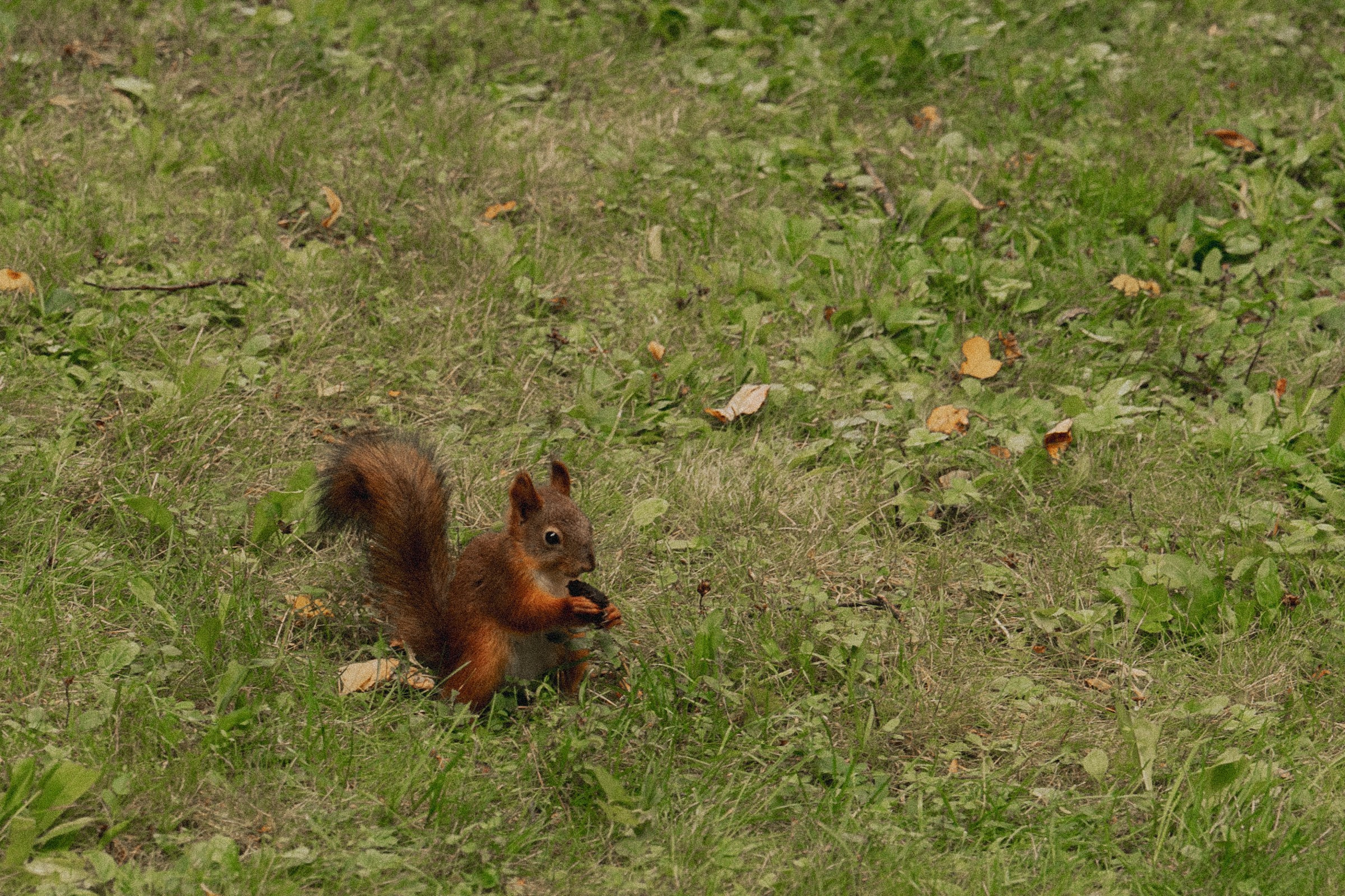 К ♡ Е — Под кроной вечности (Усадьба Остафьево). Свадебный и портретный фотограф в Москве, Светлана Янковая