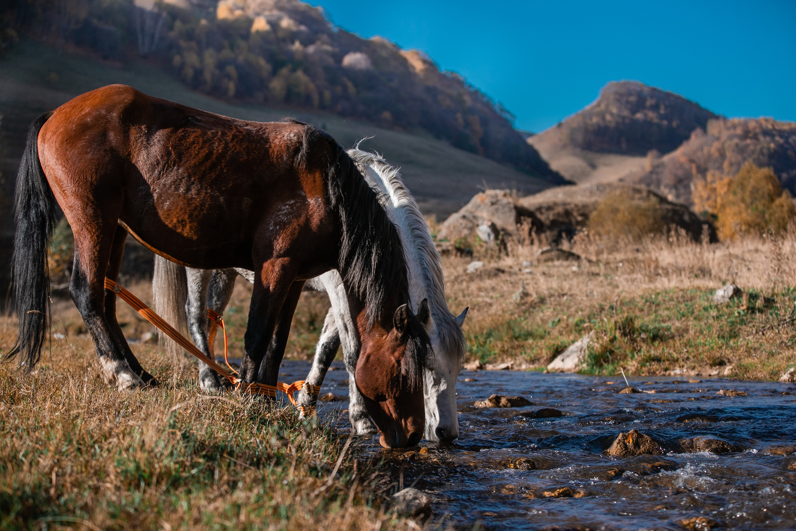 Фототуры в Карачаево-Черкессии 2019-2020. Фотограф-анималист Ксендзова Кристина