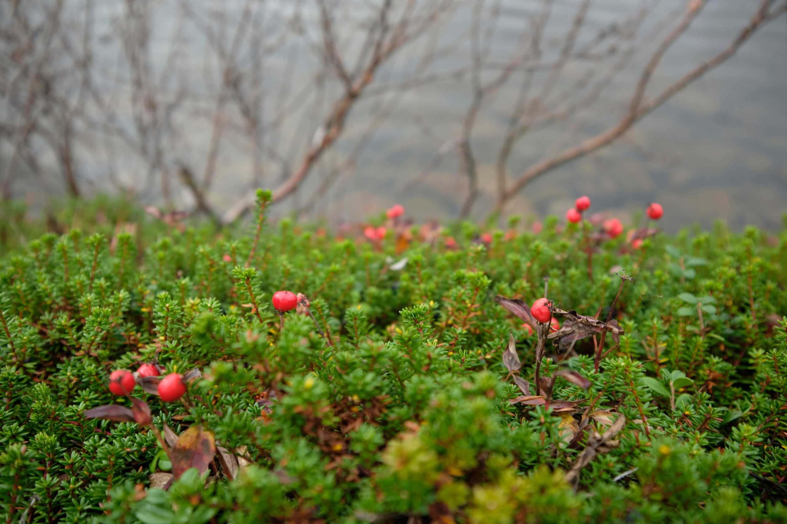 Путешествие в Териберку. Елена Павленко. Фотограф. Москва