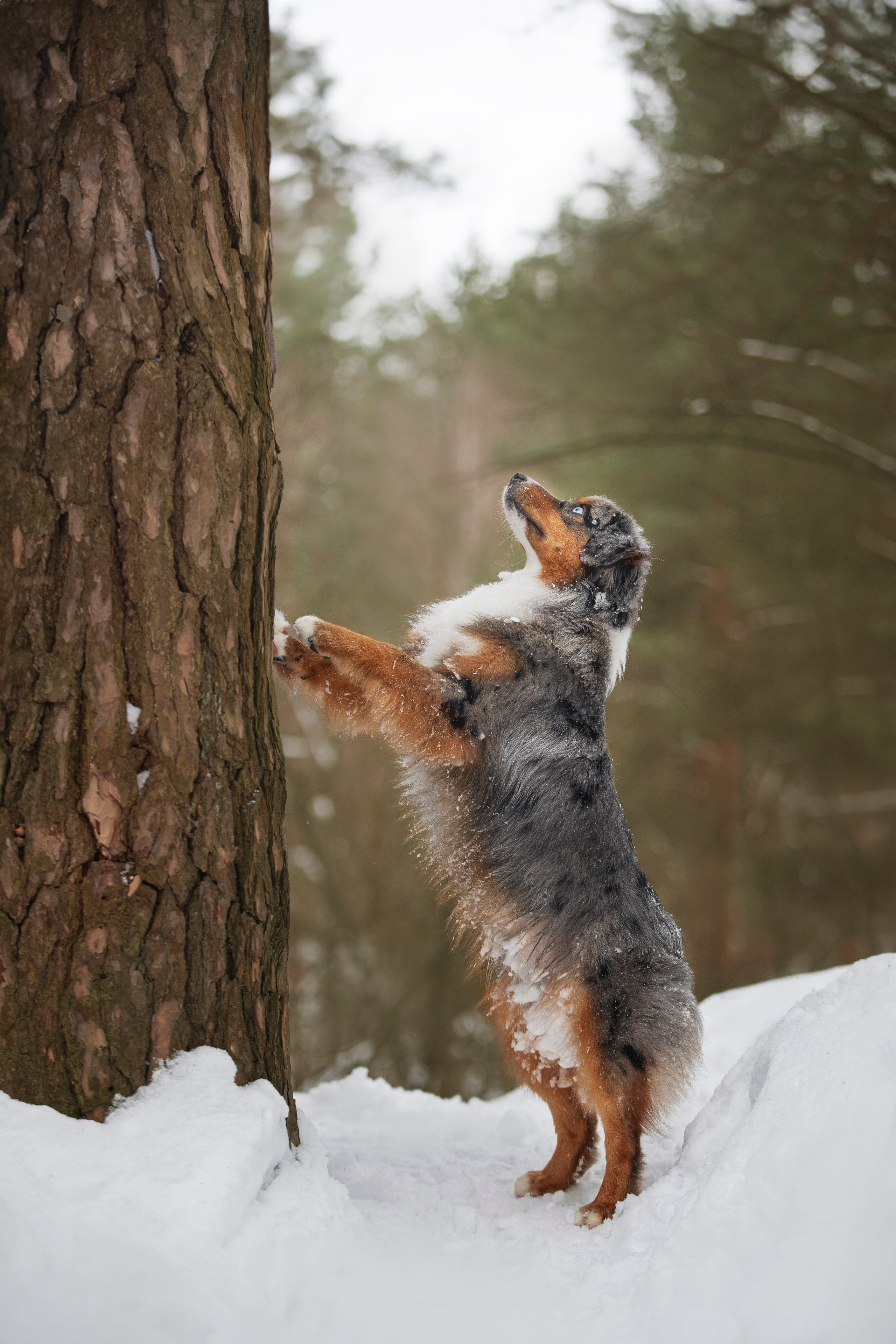 Дария, Макс, Сезам и Чили. Фотограф анималист в Москве Майорова Евгения