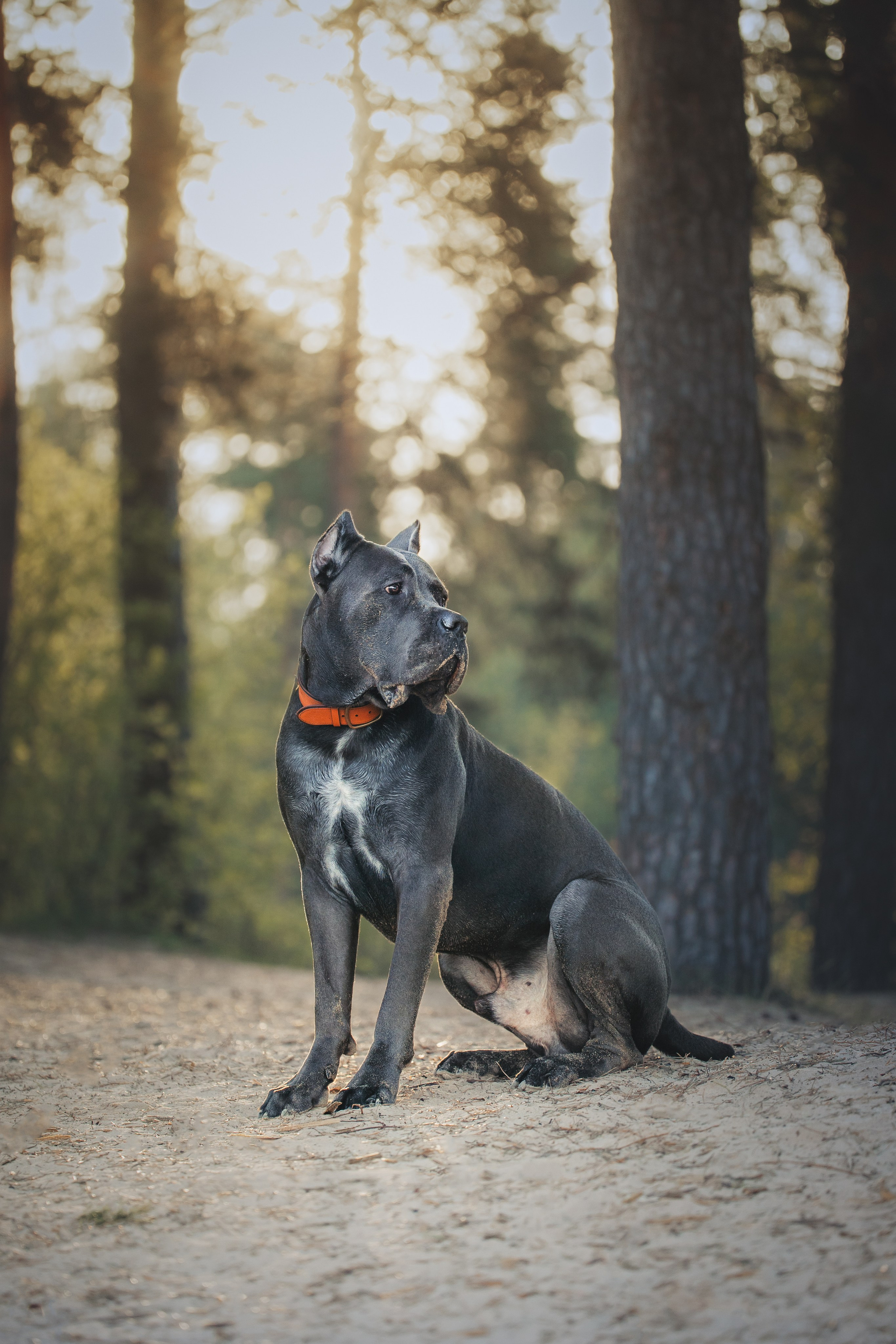 Фотопрогулки. Фотограф для людей и их питомцев Вика Шальнева
