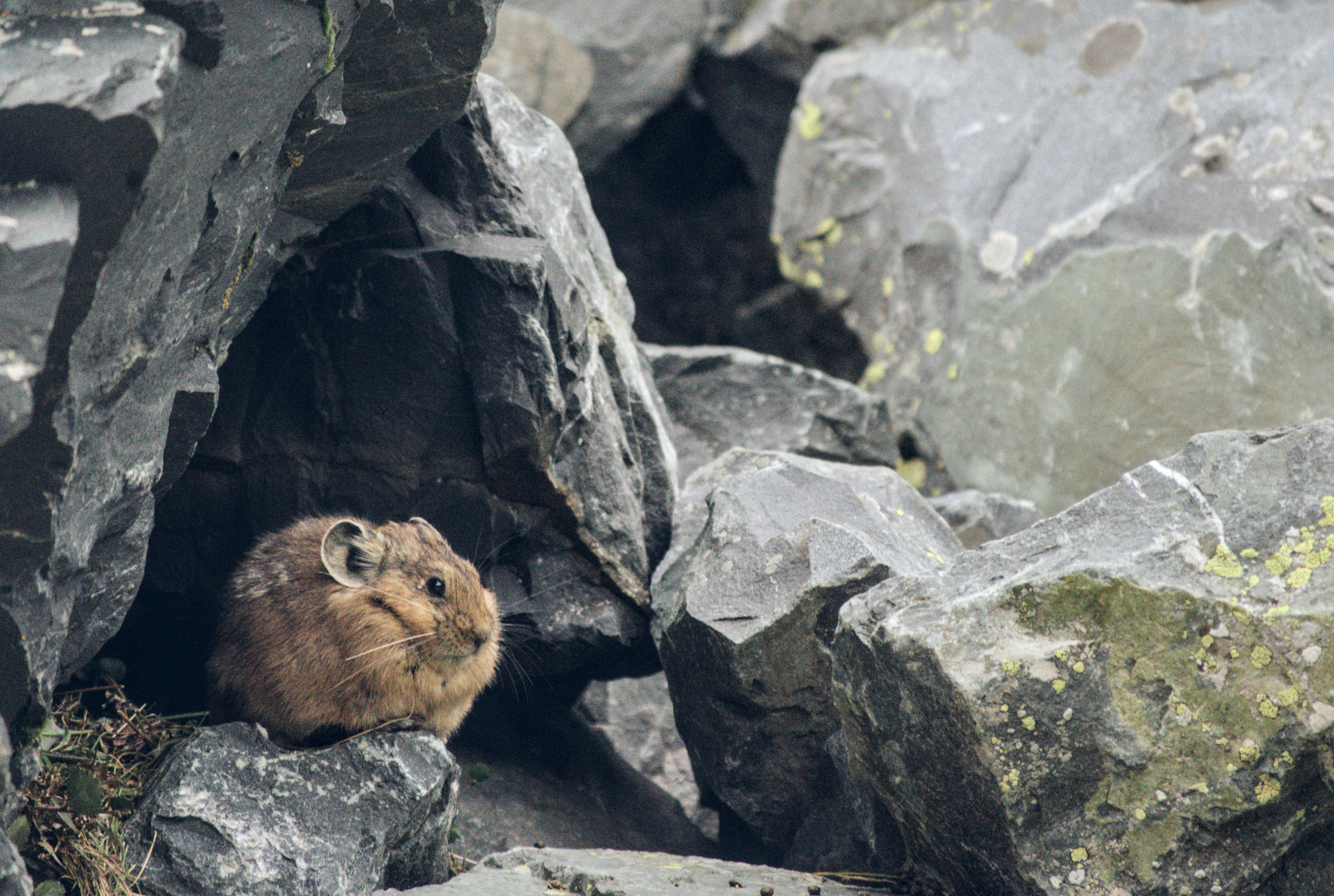 Мелкое животное пищуха в камнях