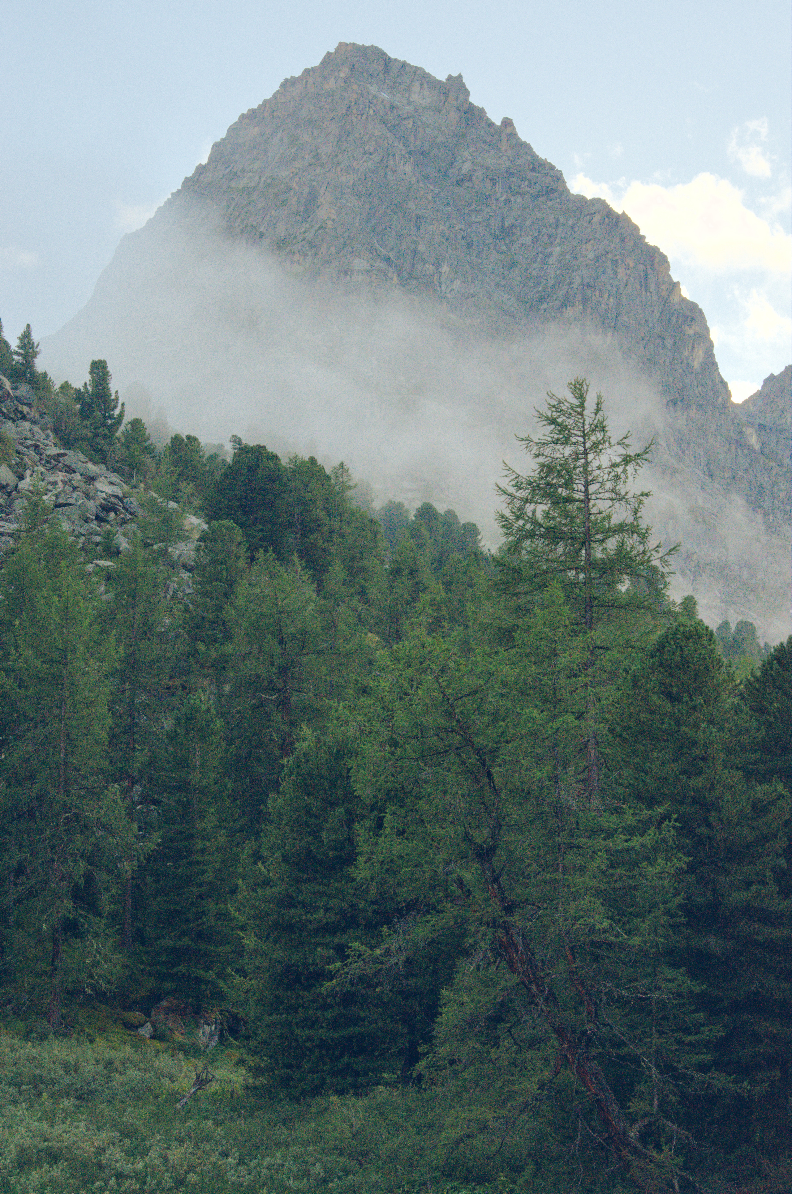 лес в тумане на фоне горы