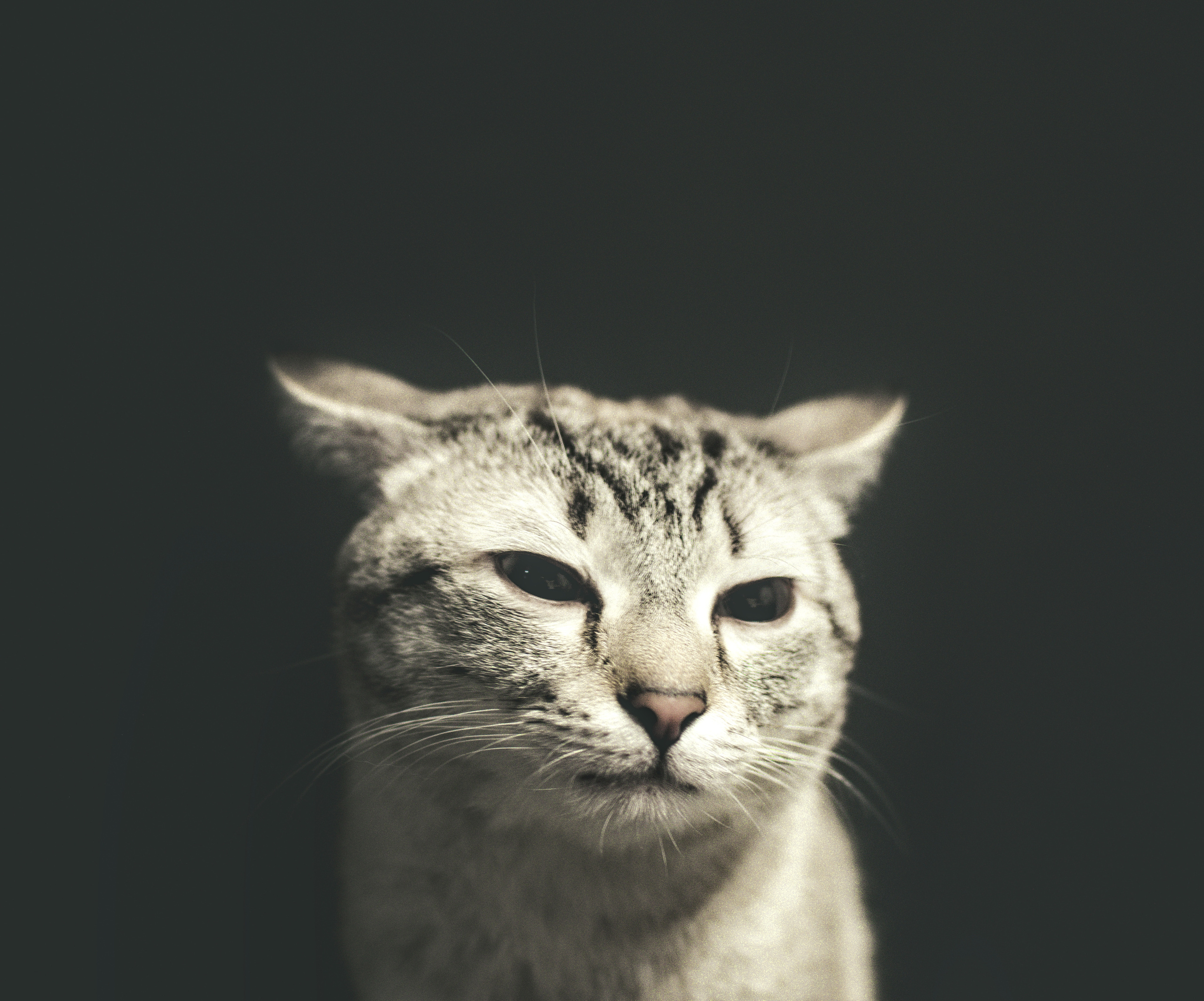 Домашний рыже-белый   кот   Портрет на черном фоне